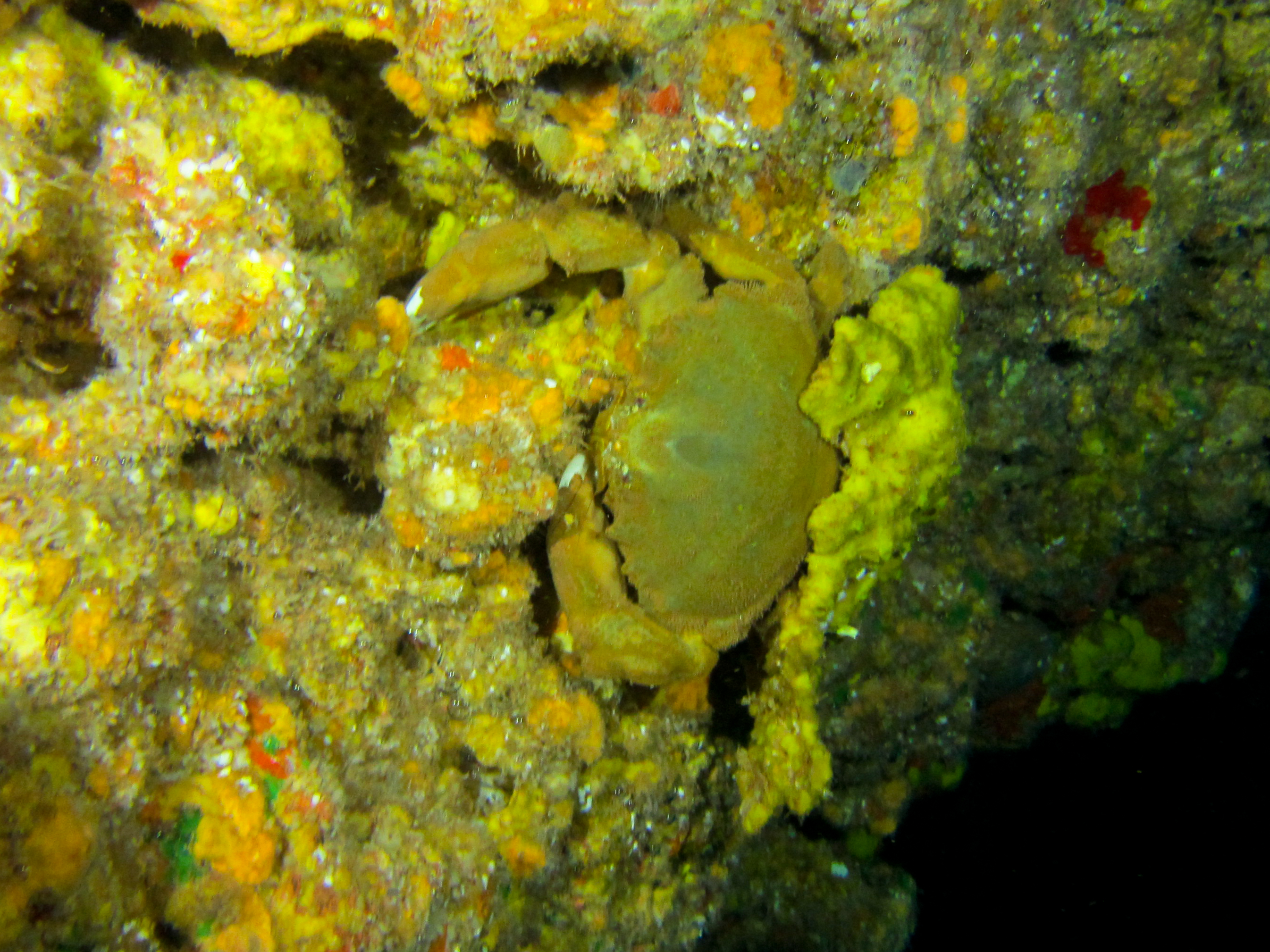 Hawaii First Cathedral Decorator Crab W Sponge-7618