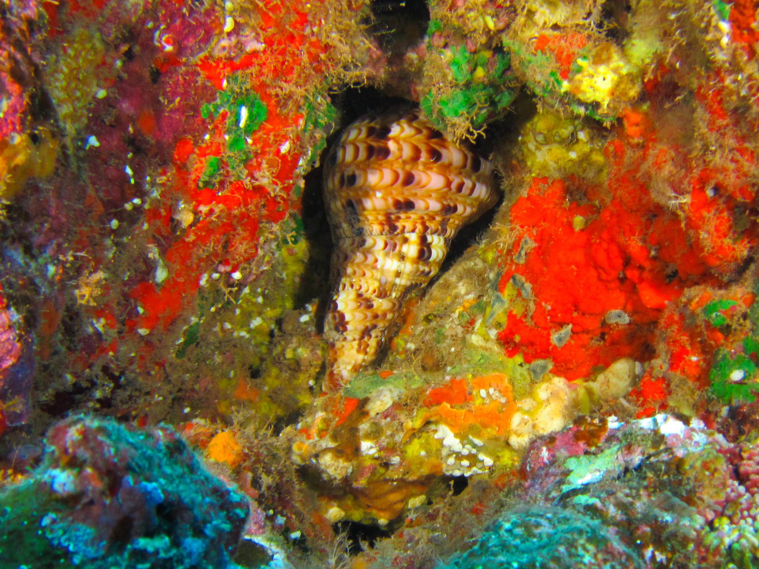 Hawaii First Cathedral Nautilus-7643