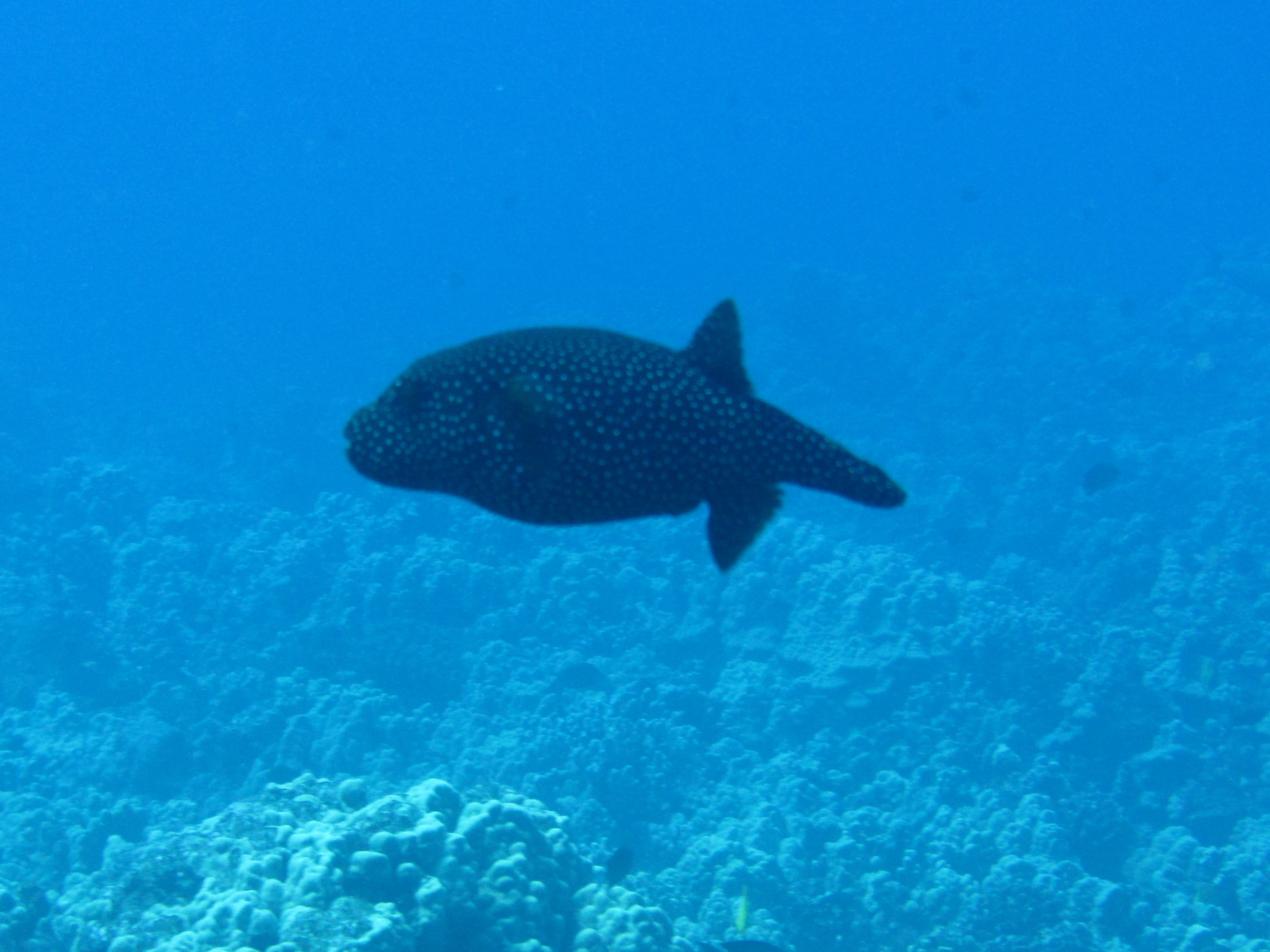 Hawaii First Cathedral Spotted Puffer-7573