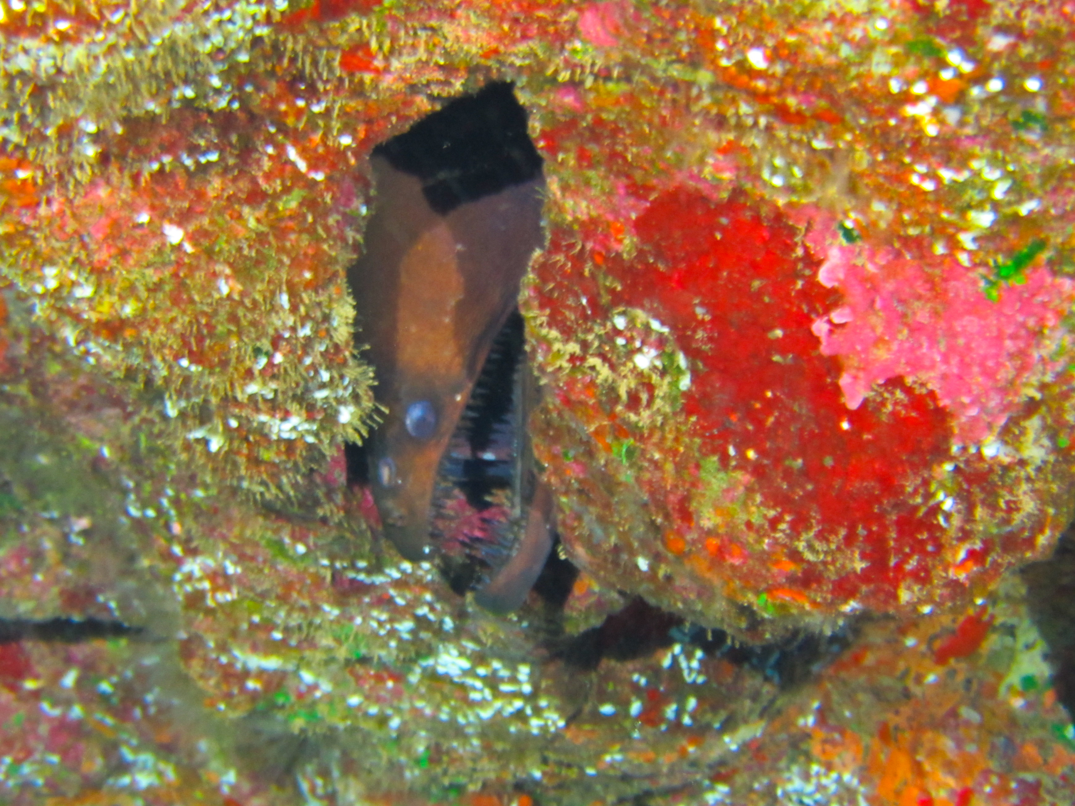 Hawaii First Cathedral Viper Moray-7581