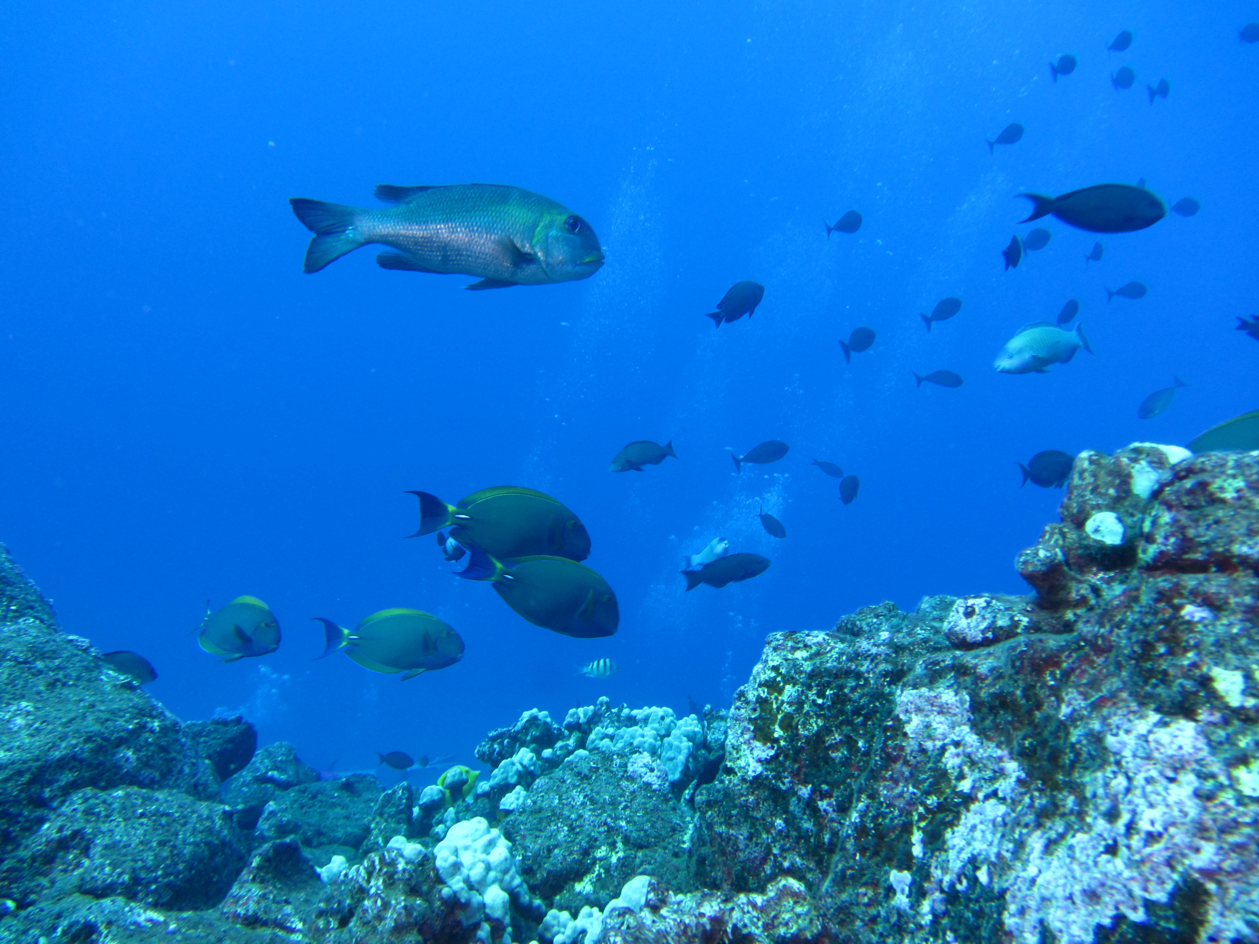 Hawaii Fish Rock -7504