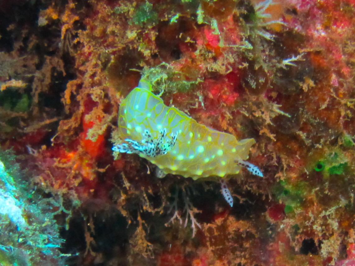 Hawaii Fish Rock Goldlace Nudibranch-7482