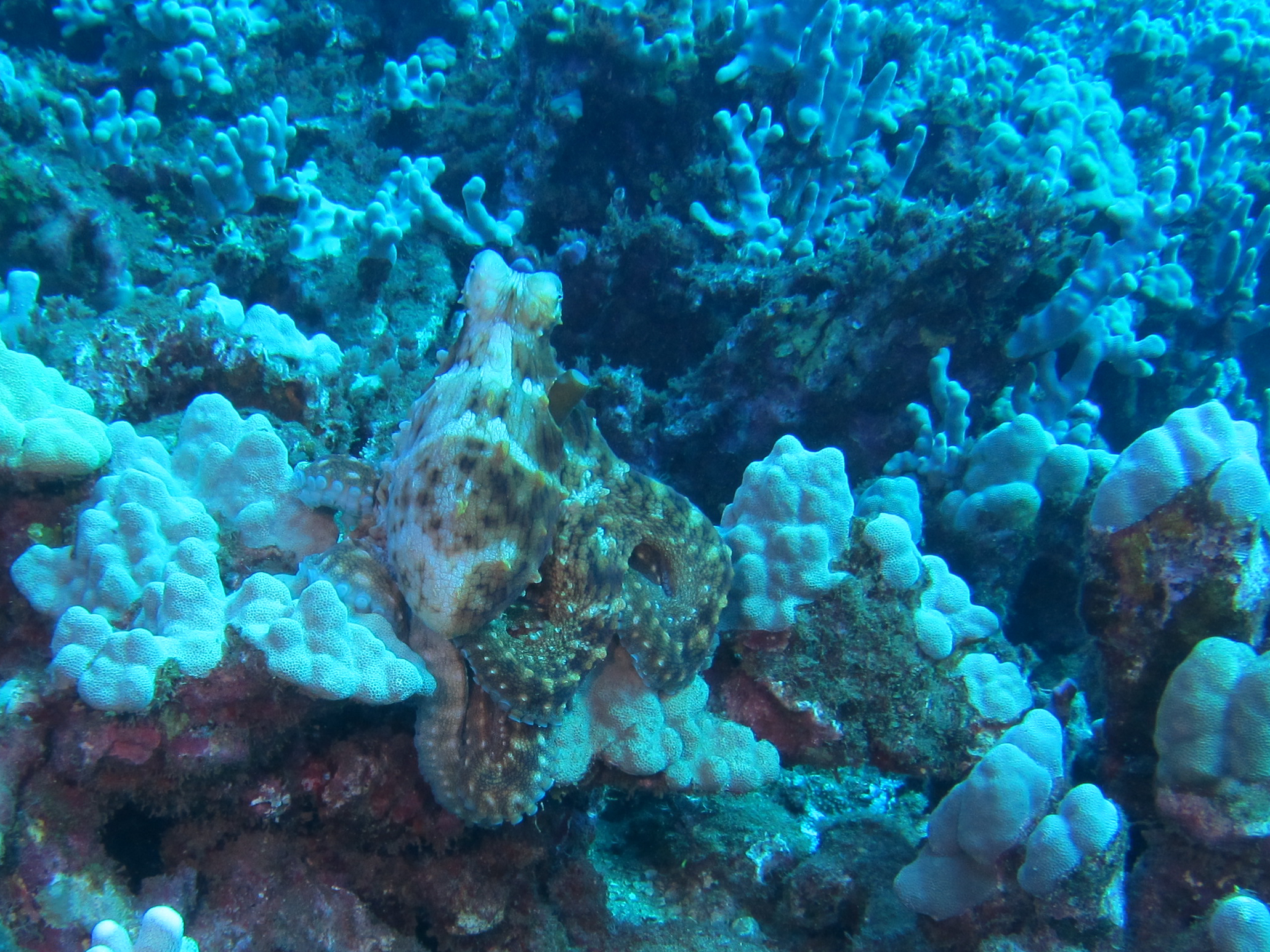 Hawaii Fish Rock Octopus-7540
