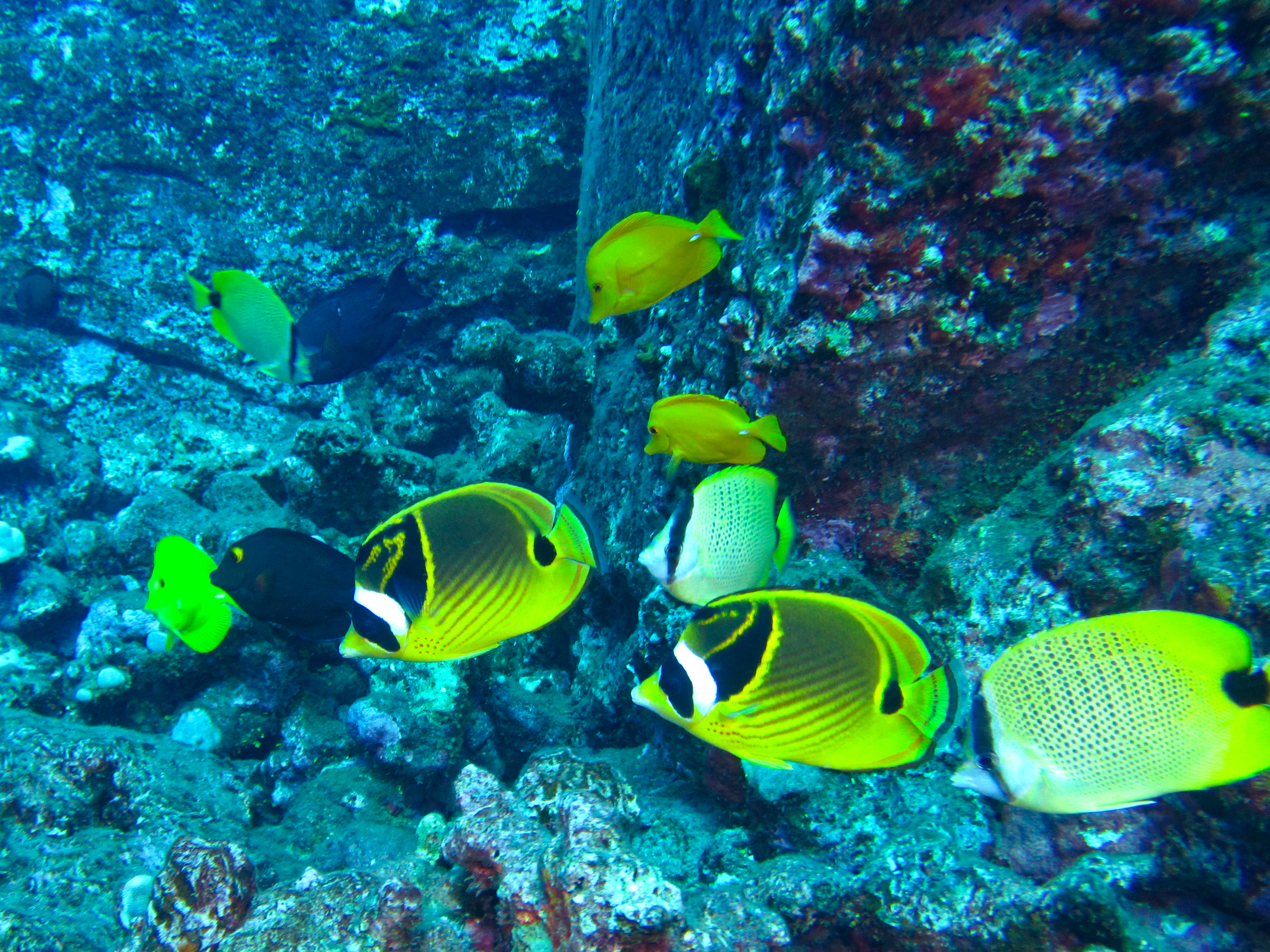 Hawaii Fish Rock Yellow Tang Raccoon Butterflyfisg And Milletseed Butterflyfish-7497
