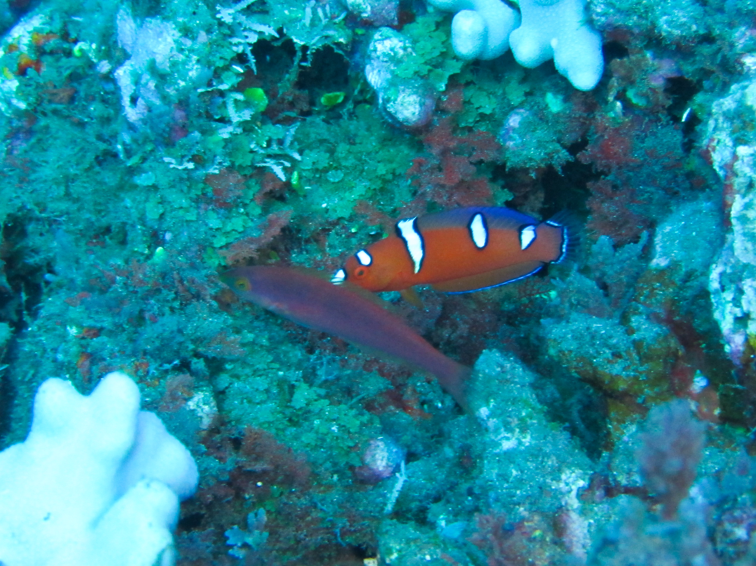 Hawaii Fish Rock Yellowtail Coris-7473