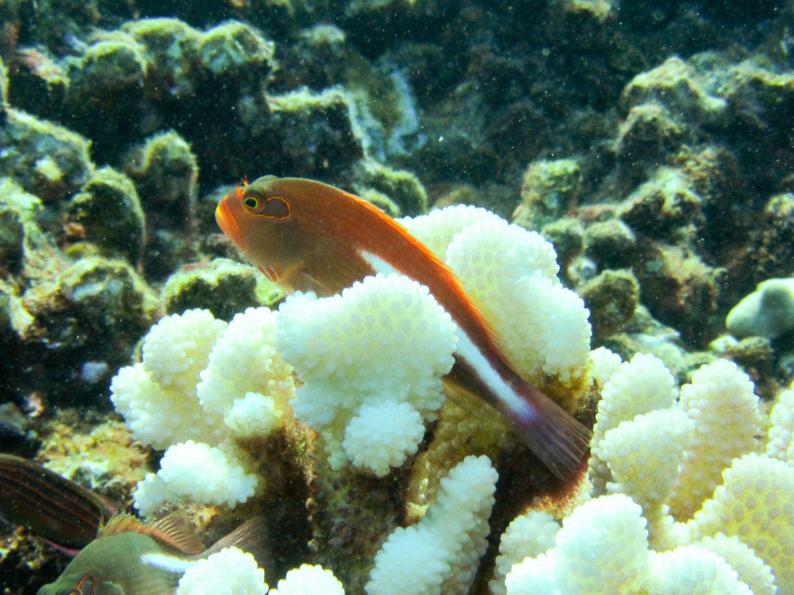 Hawaii Honolua Bay Arc-Eye Hawkfish-6920