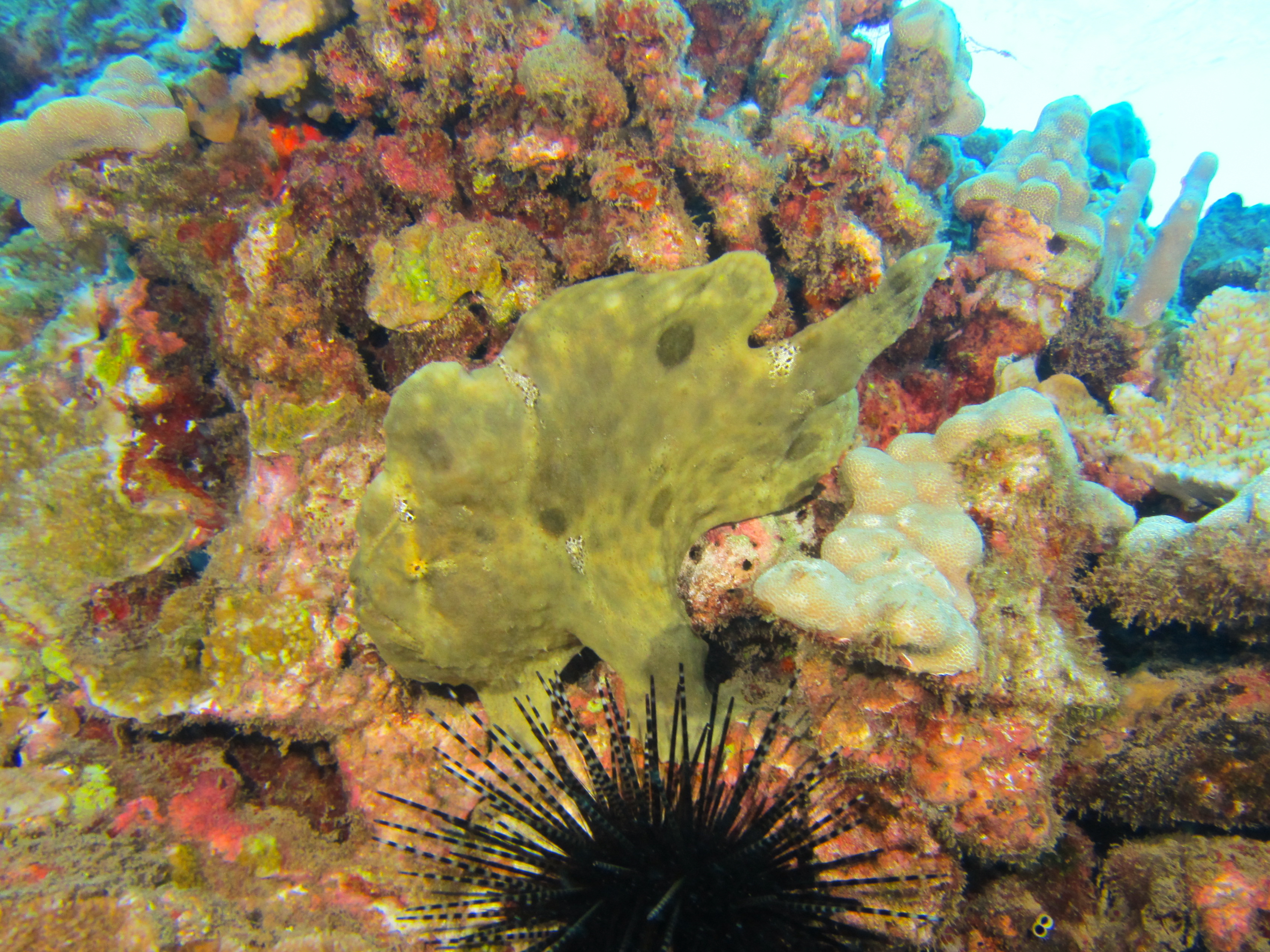 Hawaii Honolua Bay Commerson's Frogfish-6965
