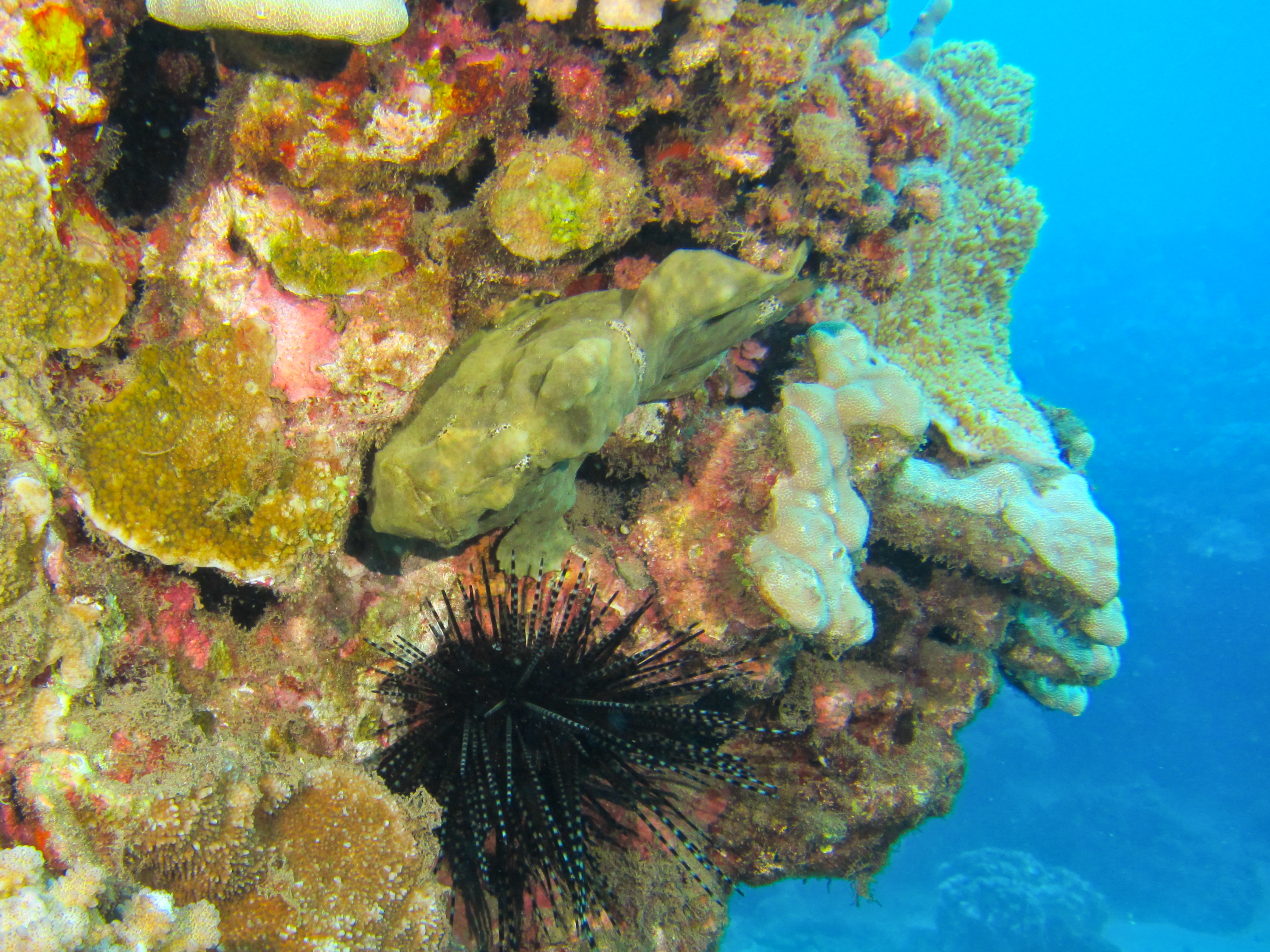 Hawaii Honolua Bay Commerson's Frogfish-6969