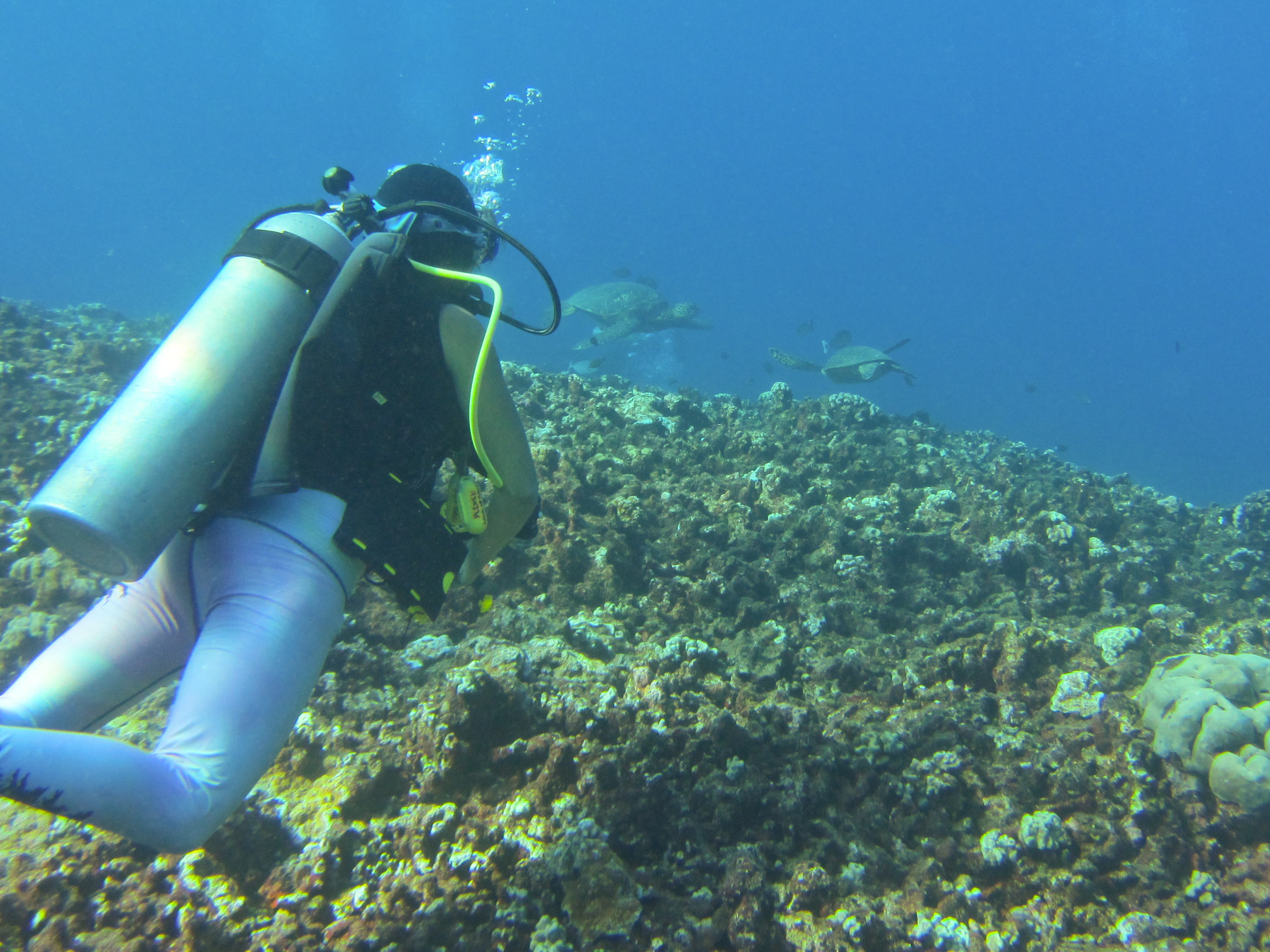 Hawaii Honolua Bay DM Ashley Watching Turtles-6905