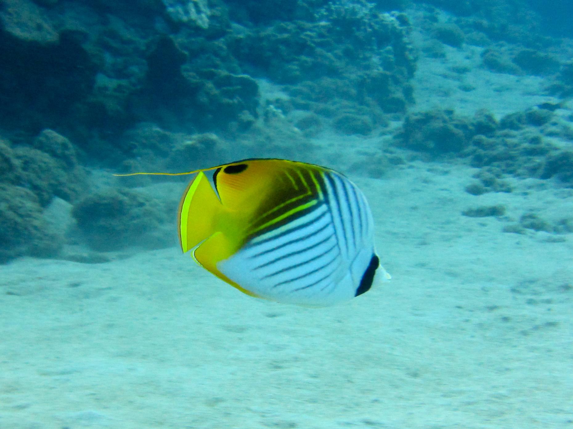 Hawaii Honolua Bay Threadfin Butterflyfsh-6973
