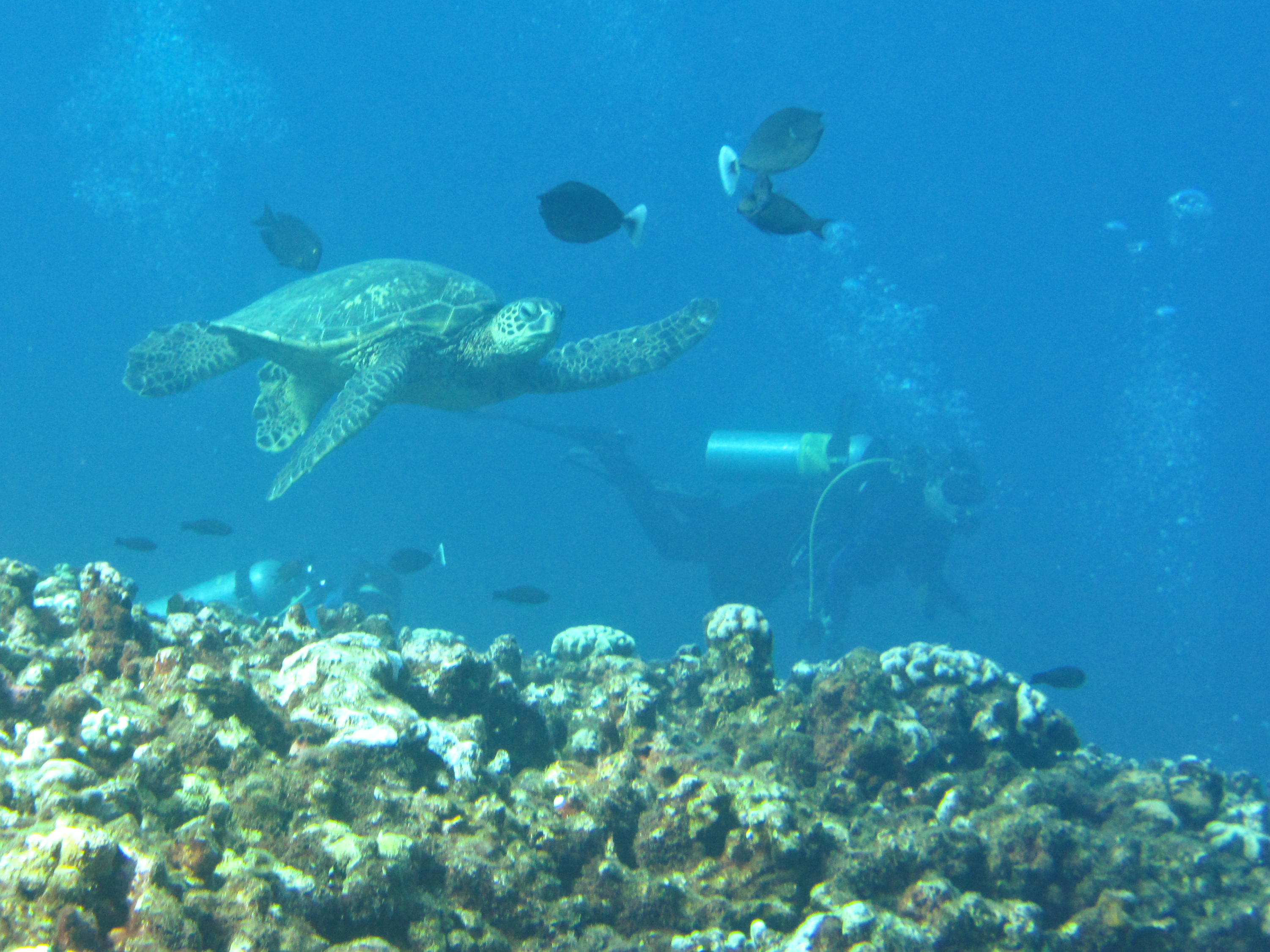 Hawaii Honolua Bay Turtle Cleaning-6906