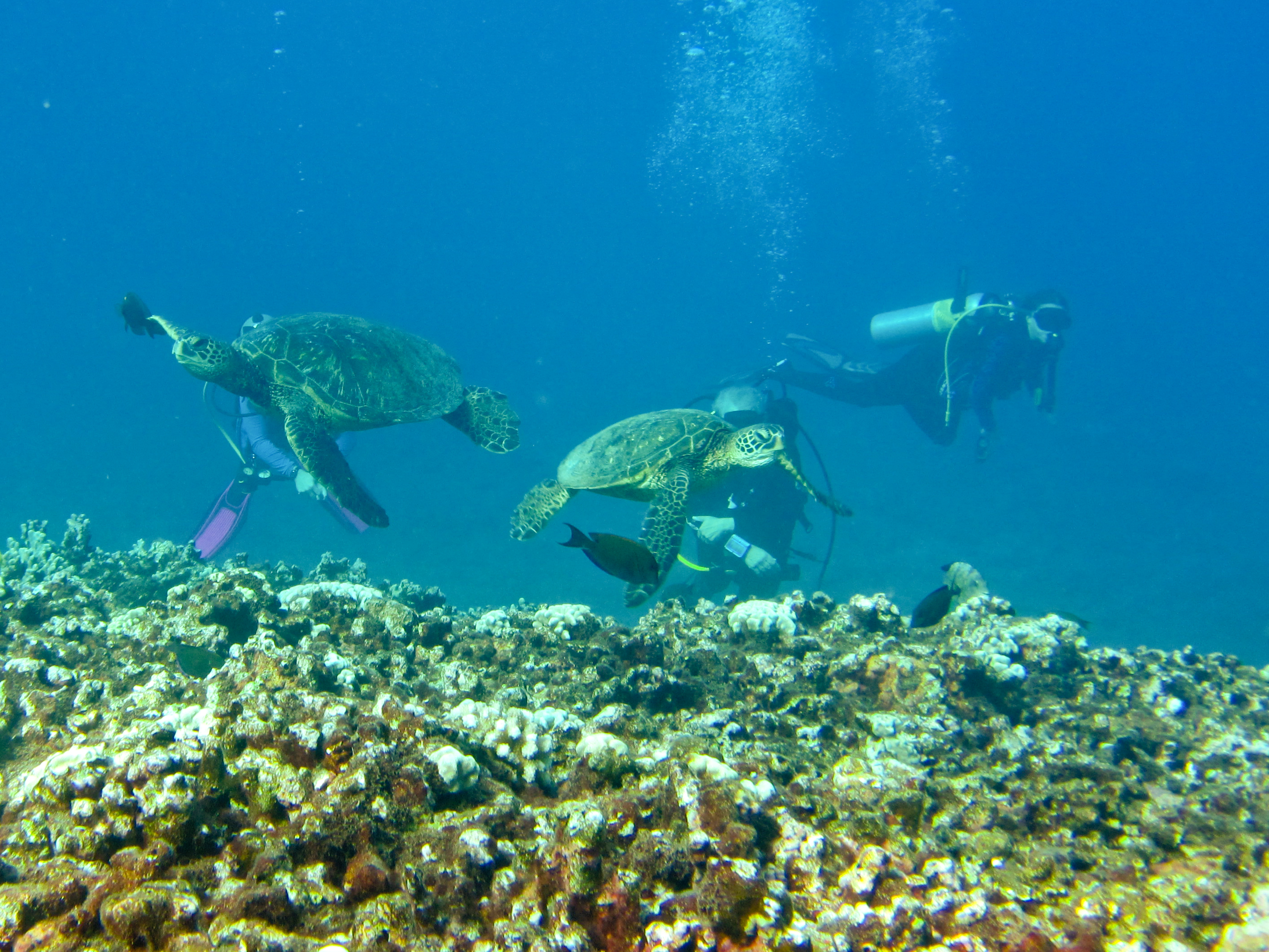Hawaii Honolua Bay Turtle Crossing-6912