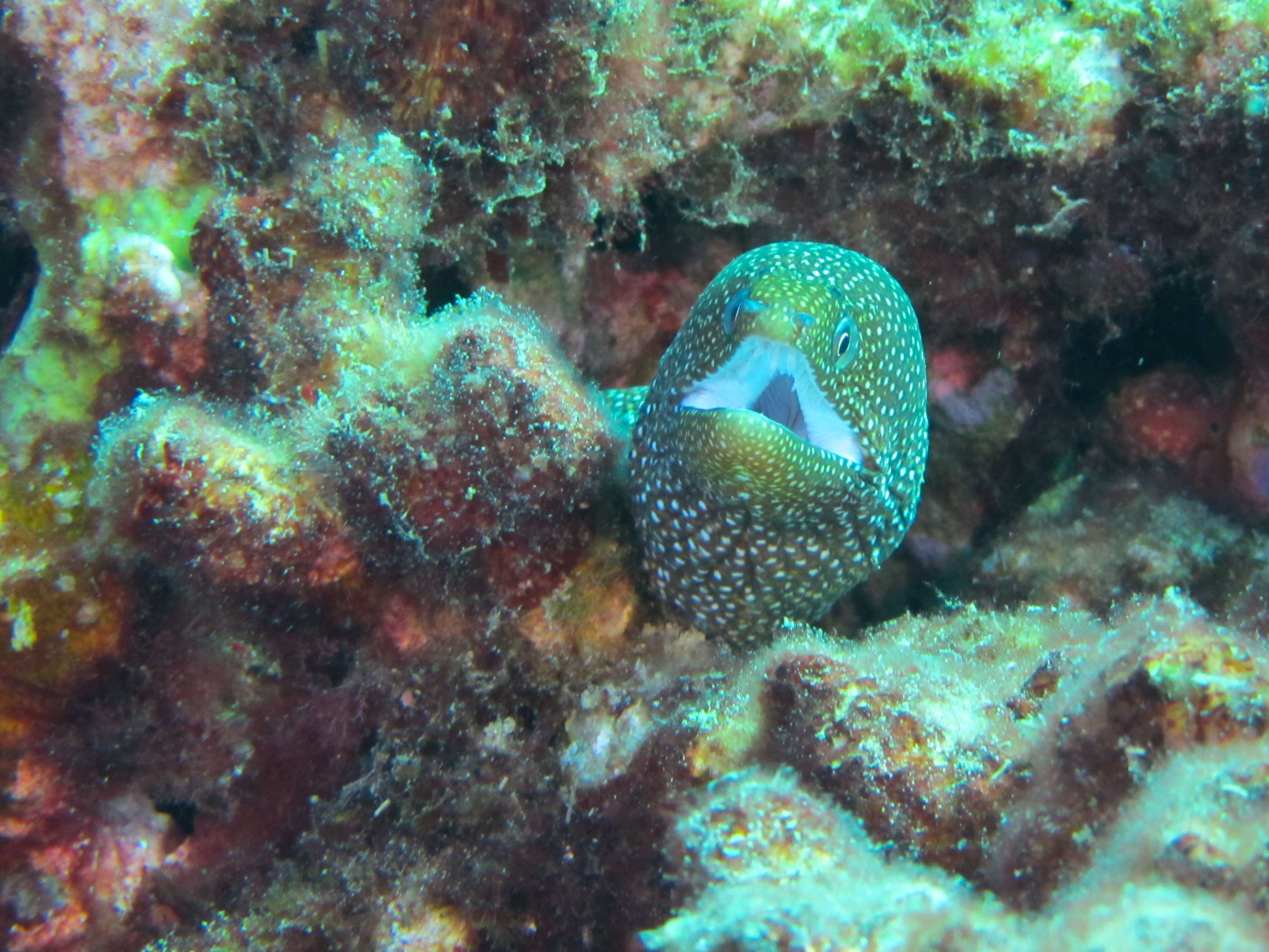 Hawaii Honolua Bay Whitemouth Moray-6928