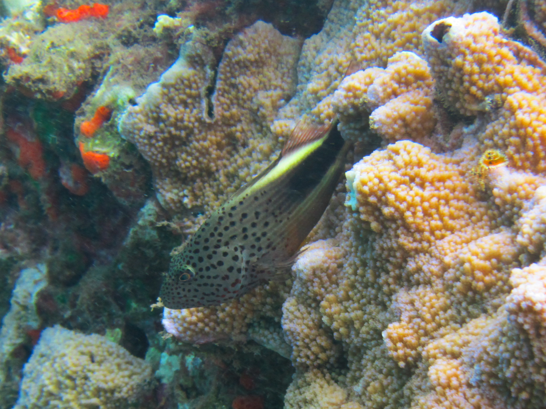 Hawaii Mala Pier Blackside Hawkfish-7285