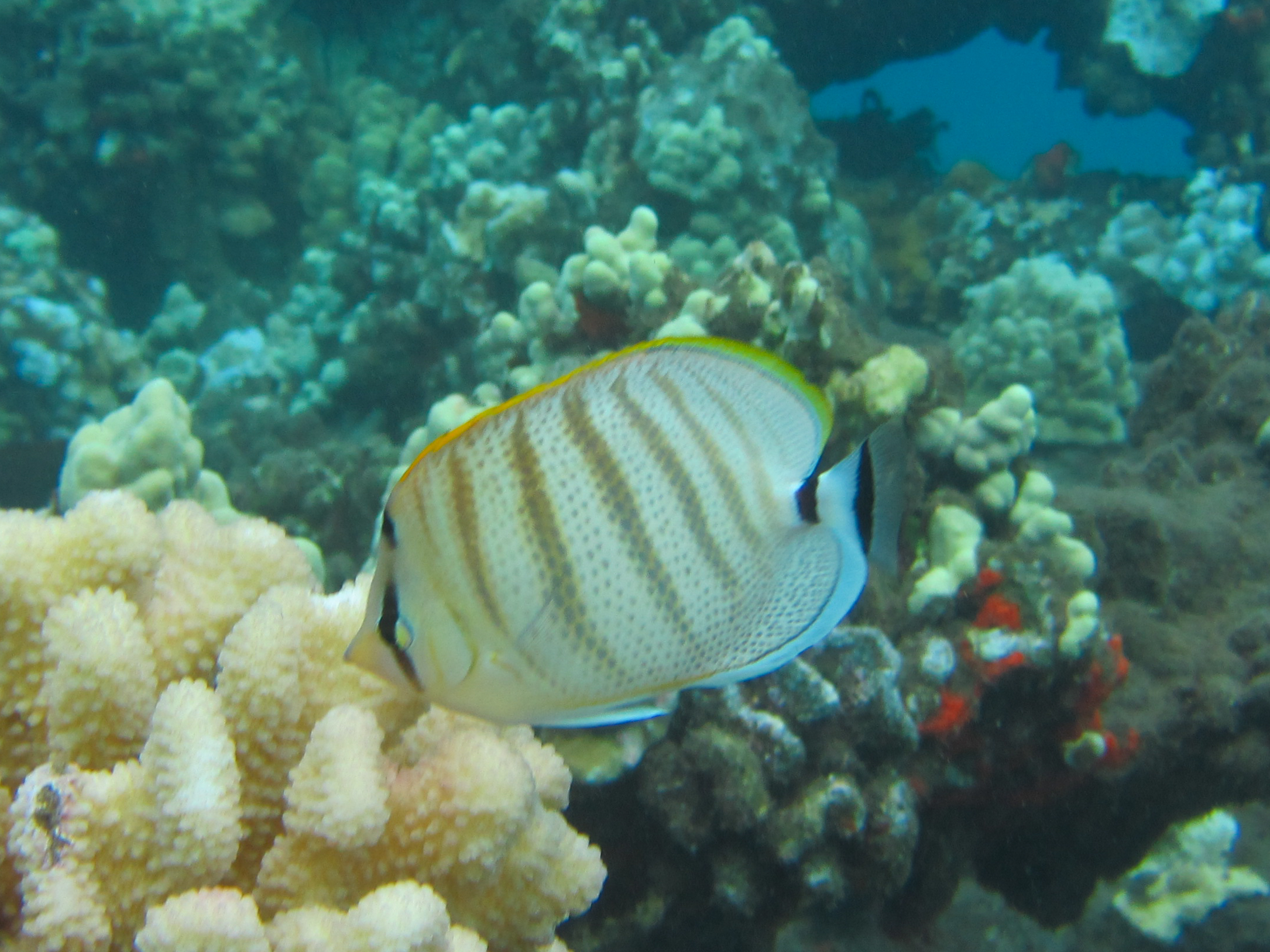 Hawaii Mala Pier Multiband Butterflyfish-7288