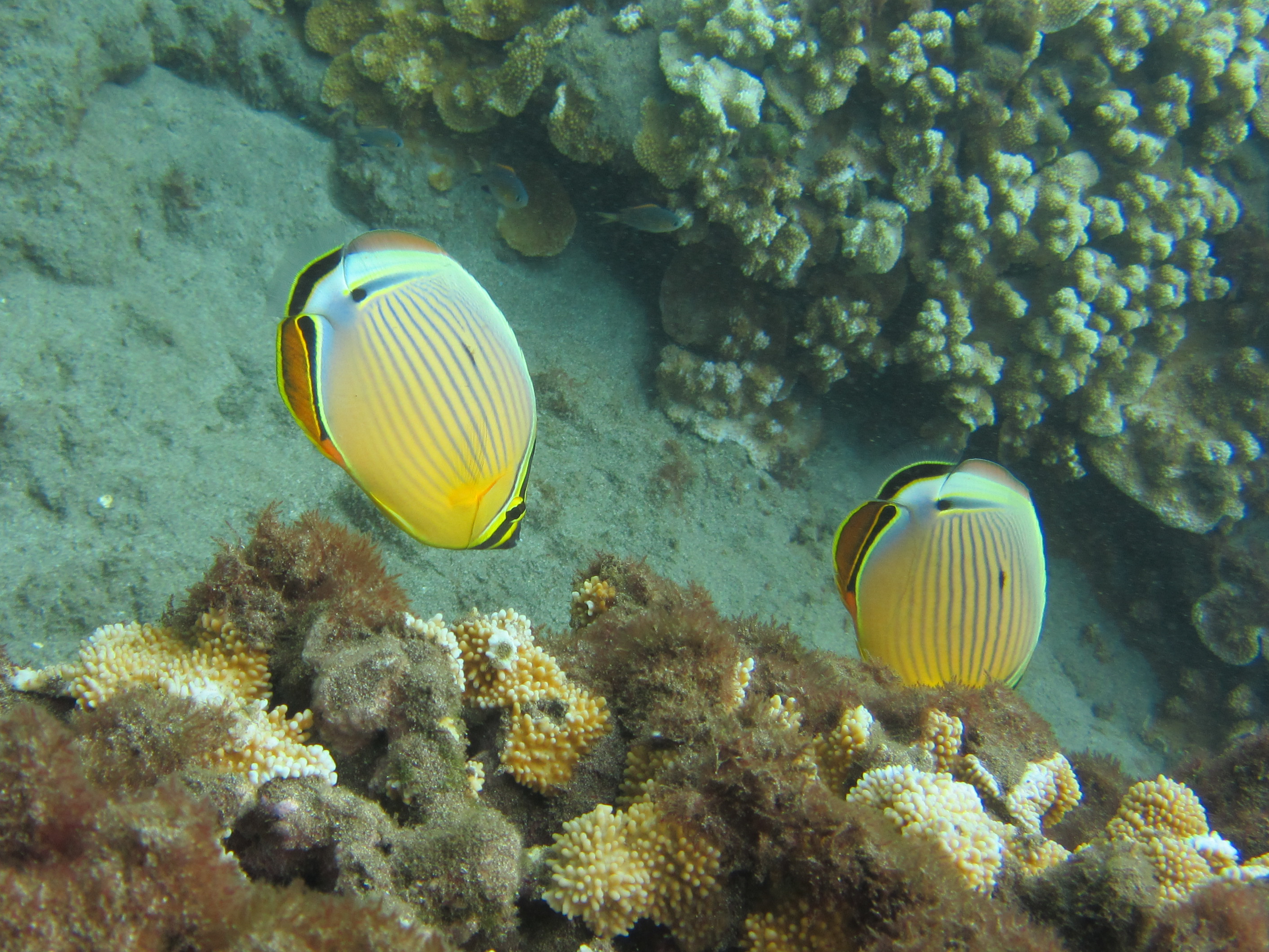 Hawaii Mala Pier Oval Butterflyfish-7296