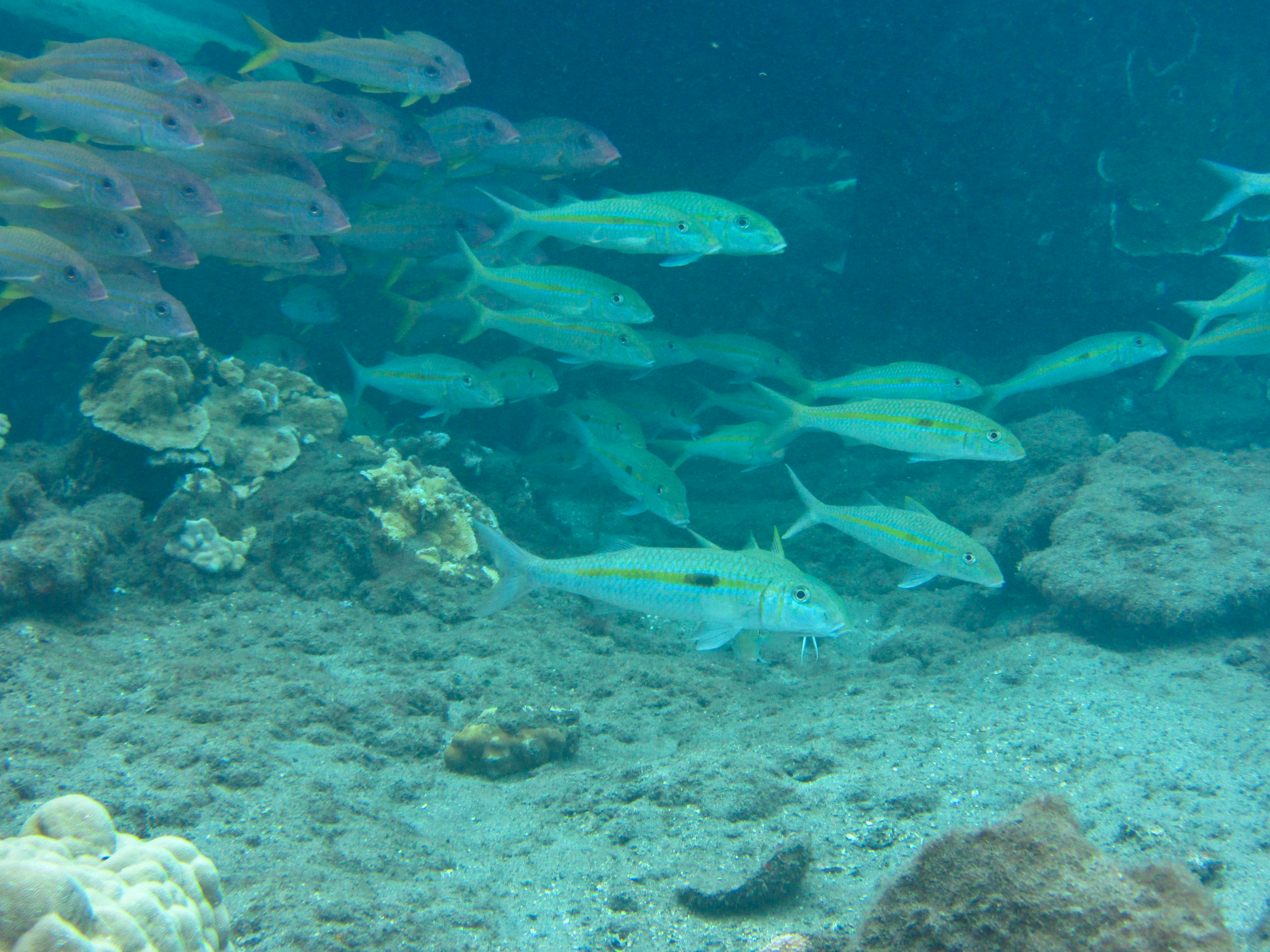 Hawaii Mala Pier Square-Spot Goatfish -7258