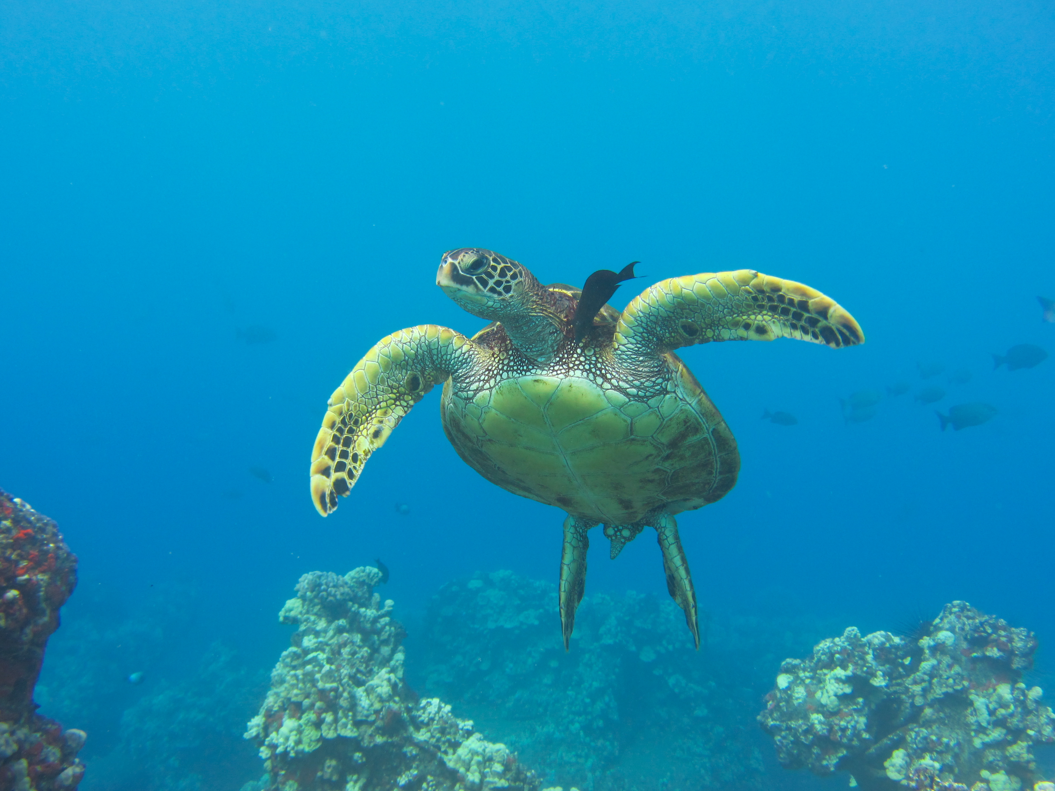 Hawaii Mala Pier Turtle Cleaning Station-7841