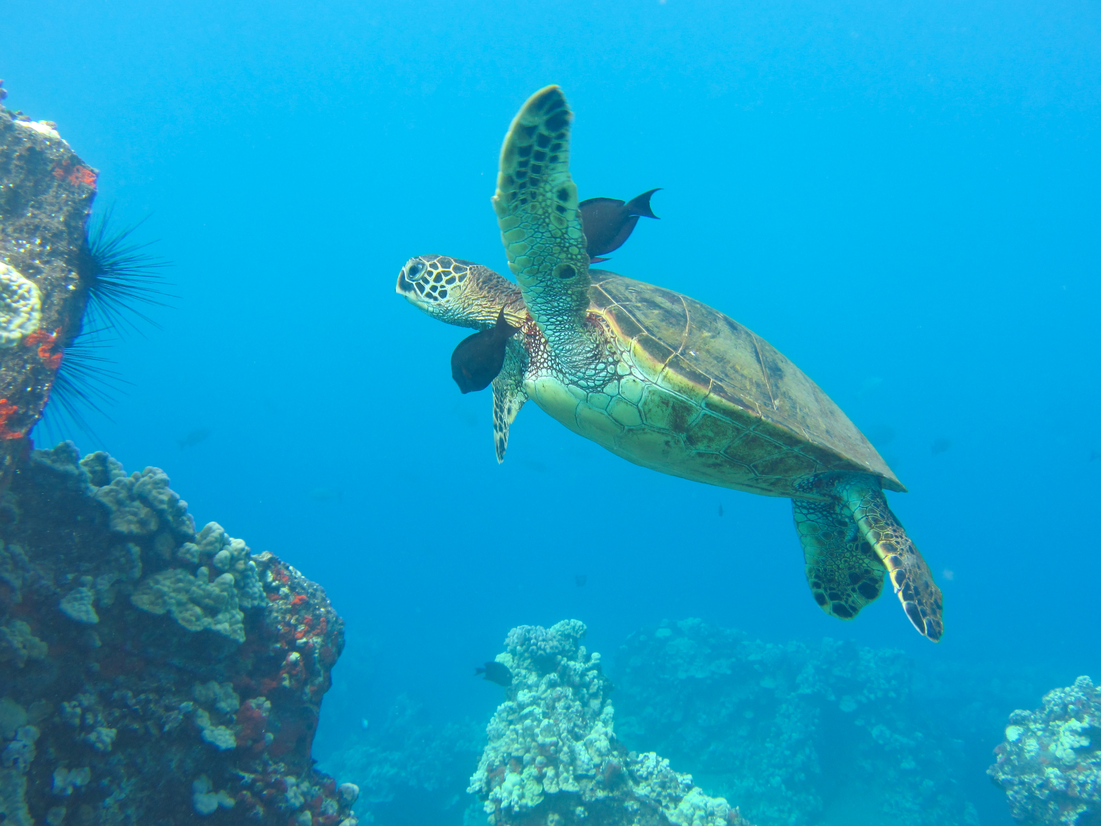 Hawaii Mala Pier Turtle Cleaning Station-7842