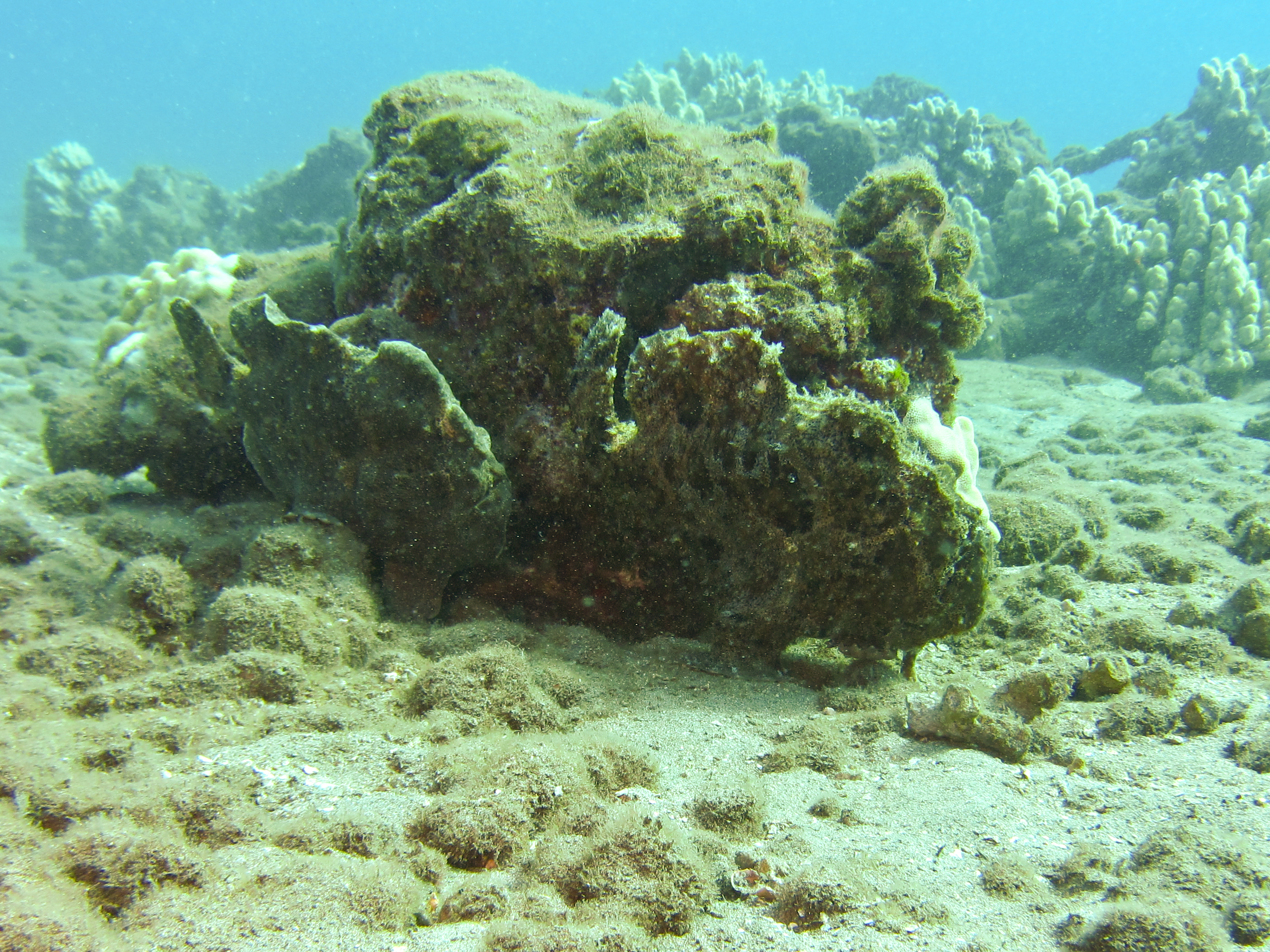 Hawaii Mala Pier Two Frogfish-7864