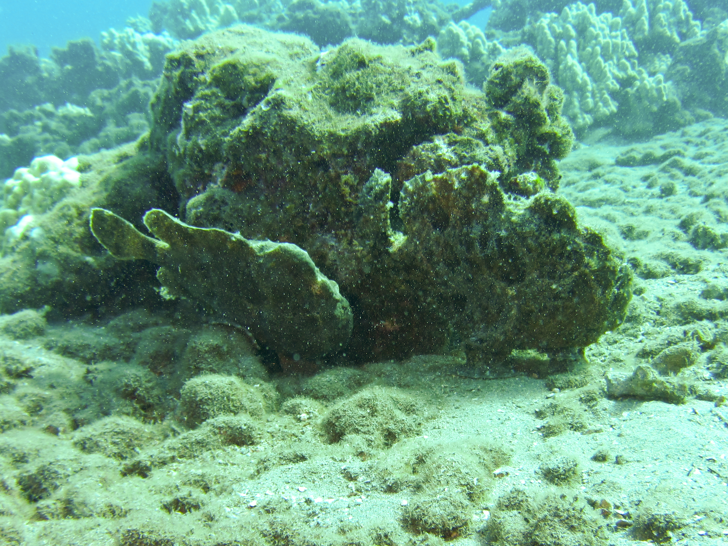 Hawaii Mala Pier Two Frogfish-7866