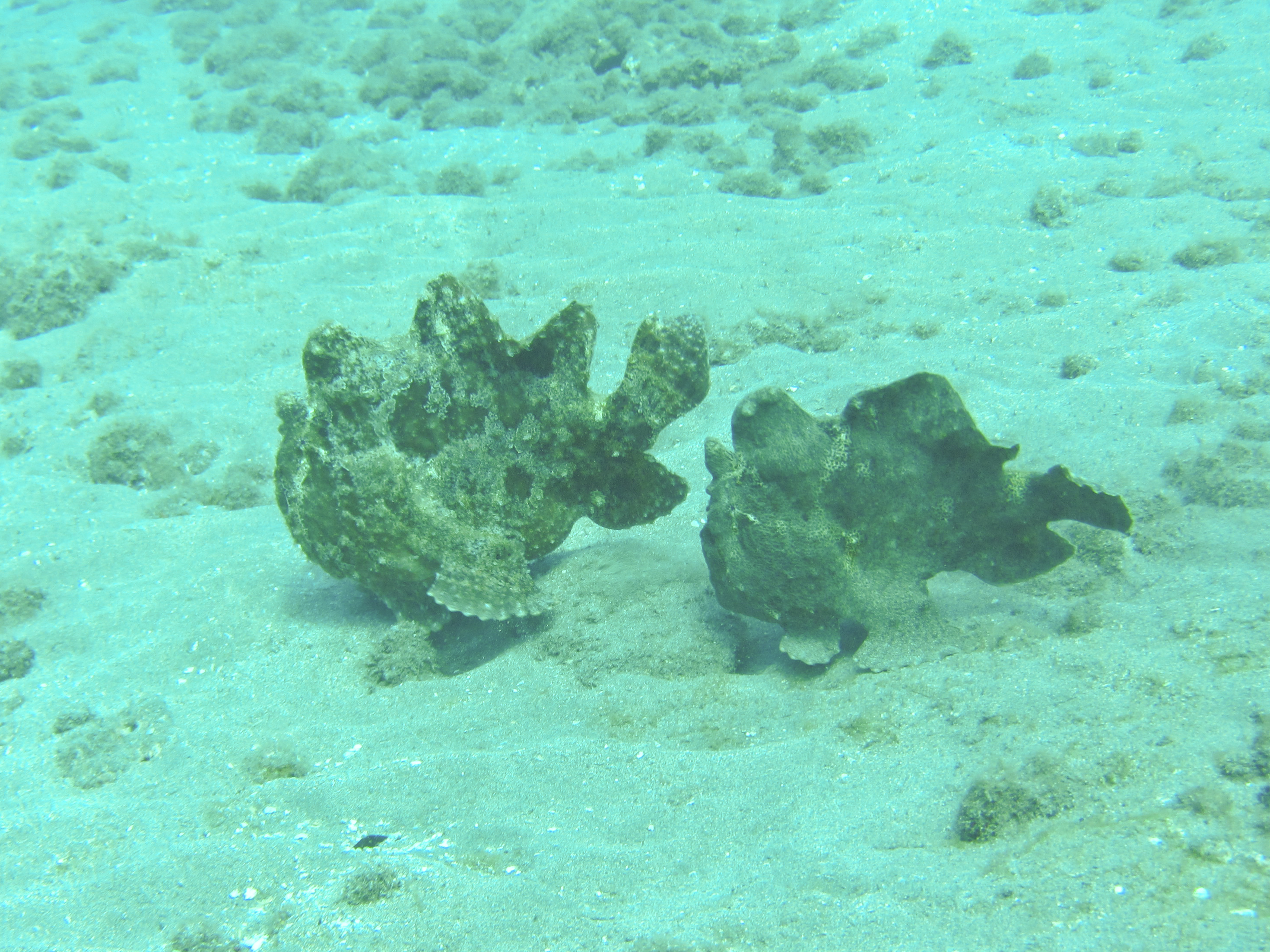 Hawaii Mala Pier Two Frogfish-7869