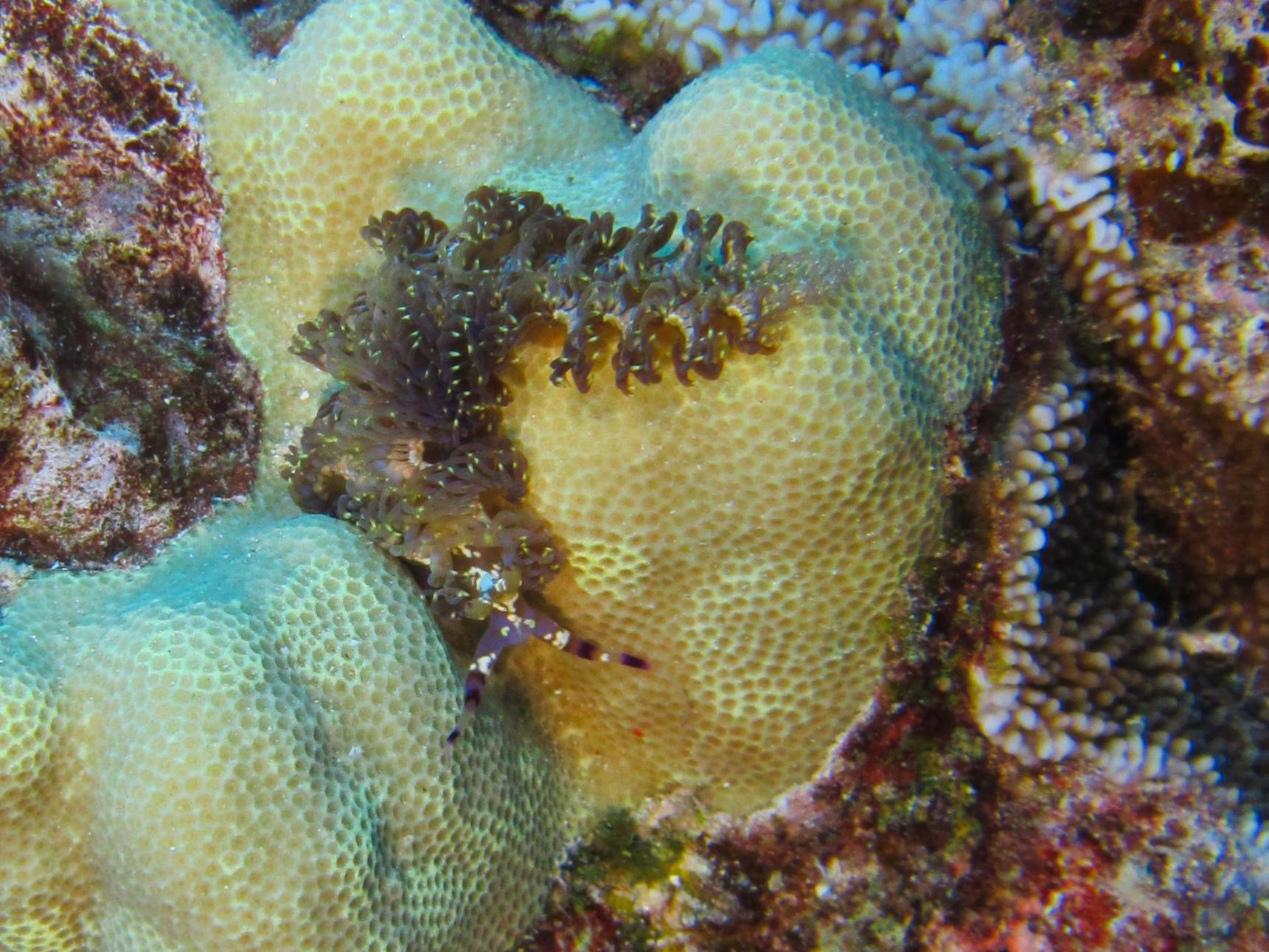 Hawaii Molokini Dragon Nudibranch-7342