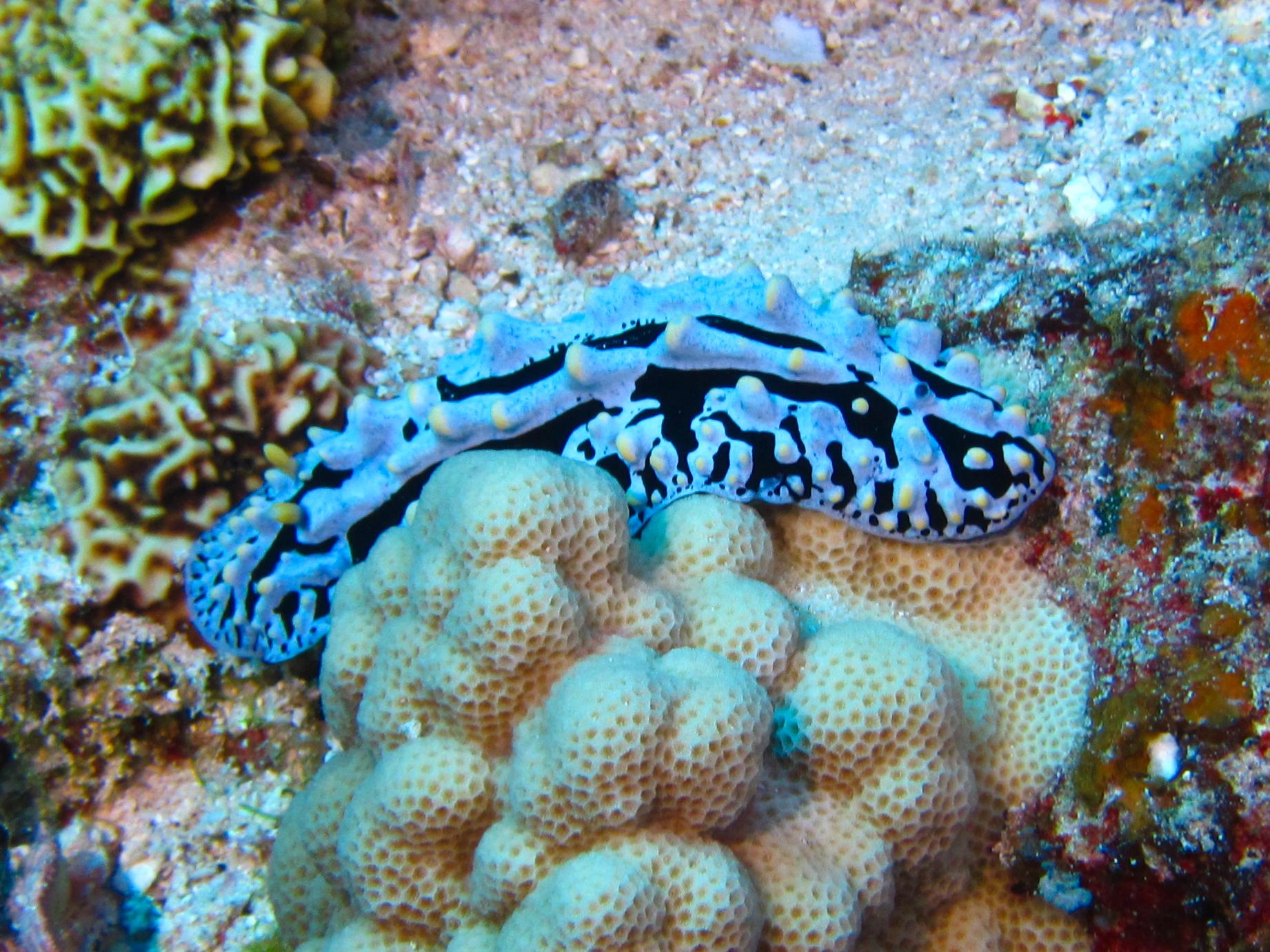Hawaii Molokini Scrambled Egg Nudibranch-7333