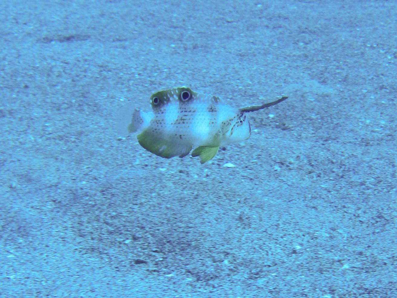 Hawaii Monolith Juvenile Peacock Razor Wrasse-7099