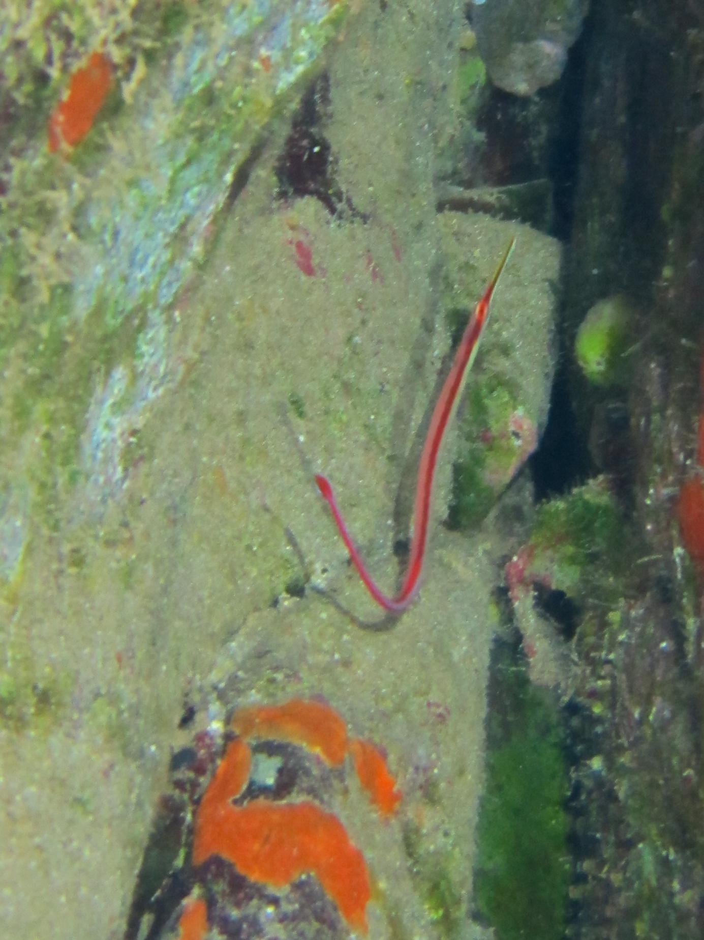 Hawaii Monolith Redstripe Pipefish-7132