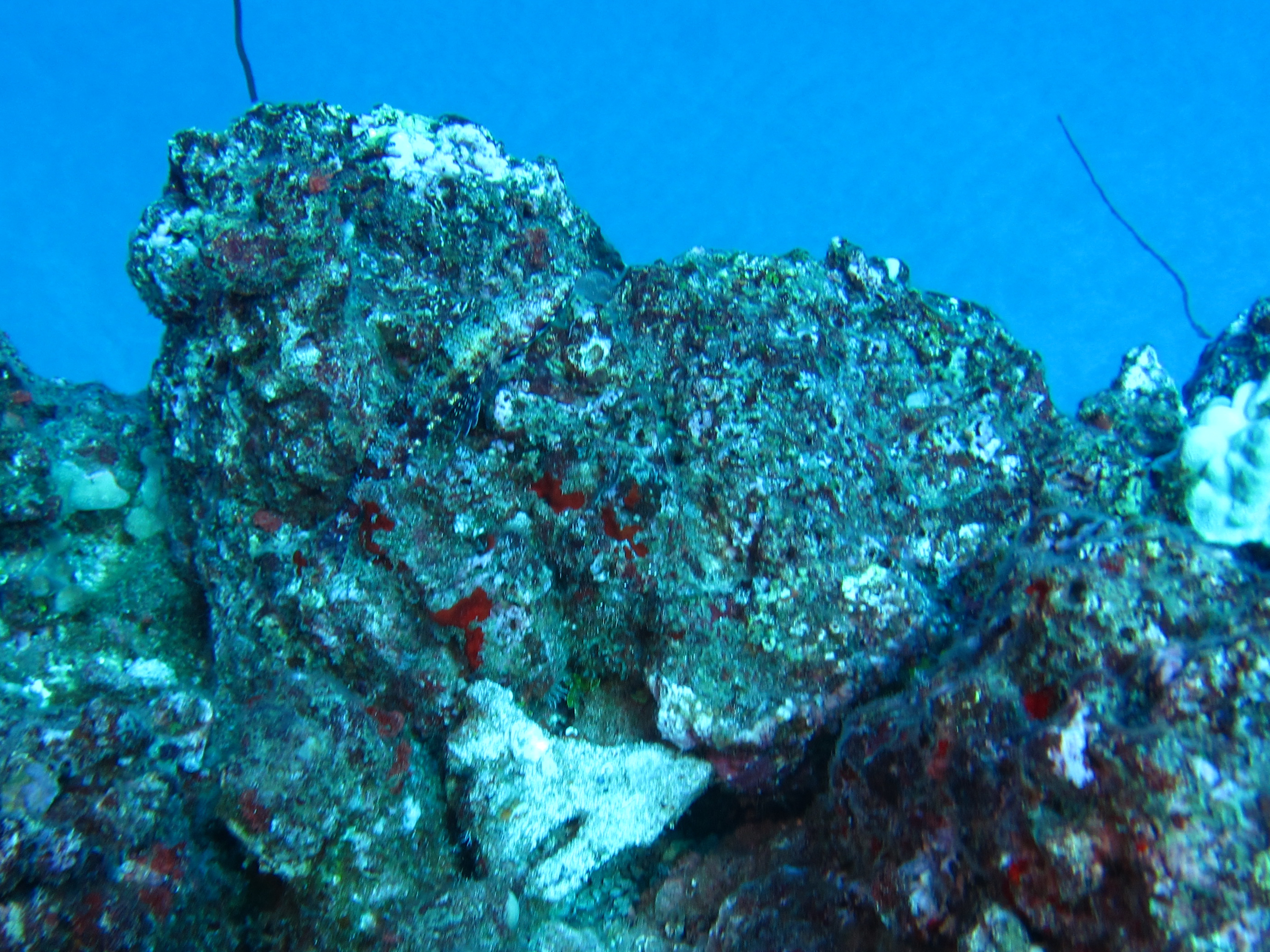 Hawaii Monolith Reef Lizardfish Hiding On Rock Disquised As A Frogfish-7158