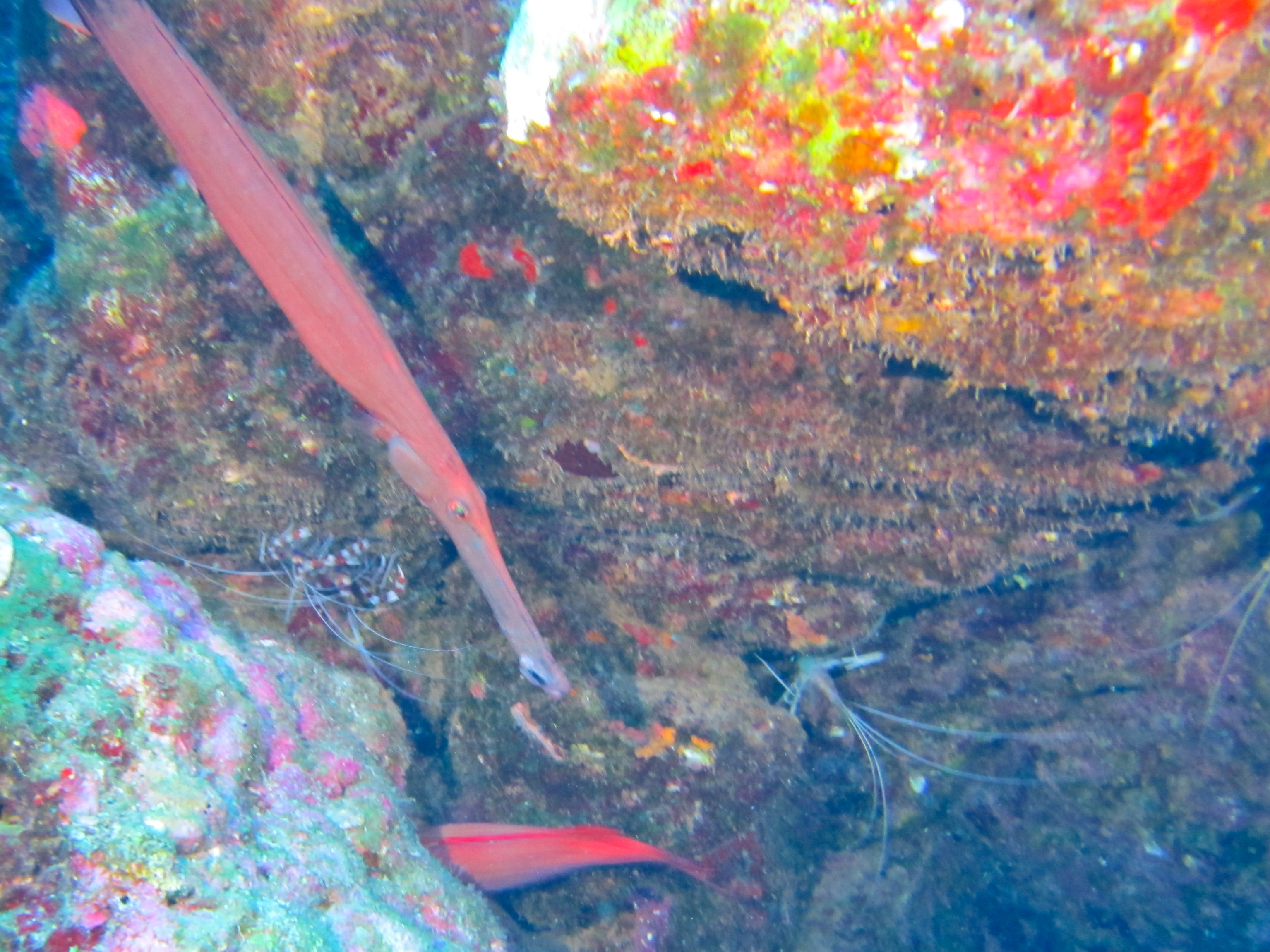 Hawaii Monolith Trumpetfish With Banded And Ghost Cleaner Shrimp-7153