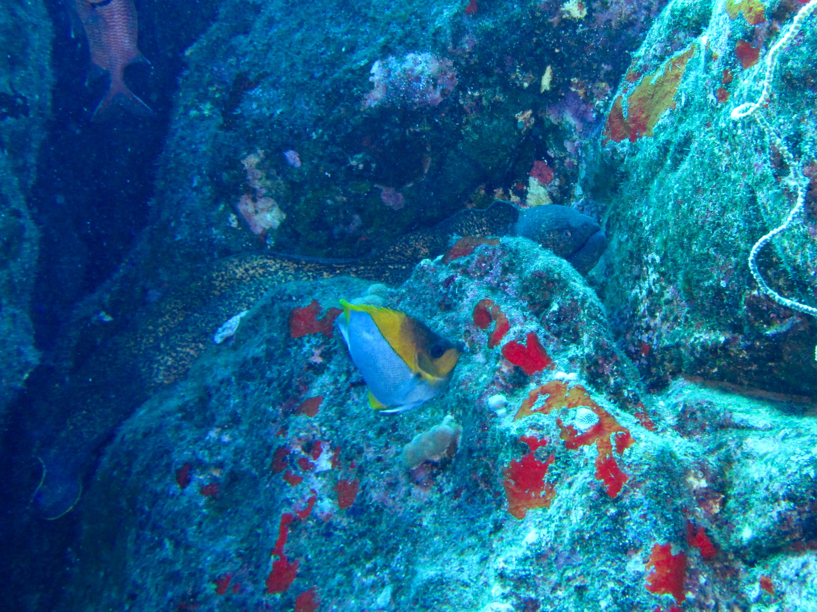 Hawaii Monolith Yellowmargin Moray With Pyramid Butterflyfish-7147