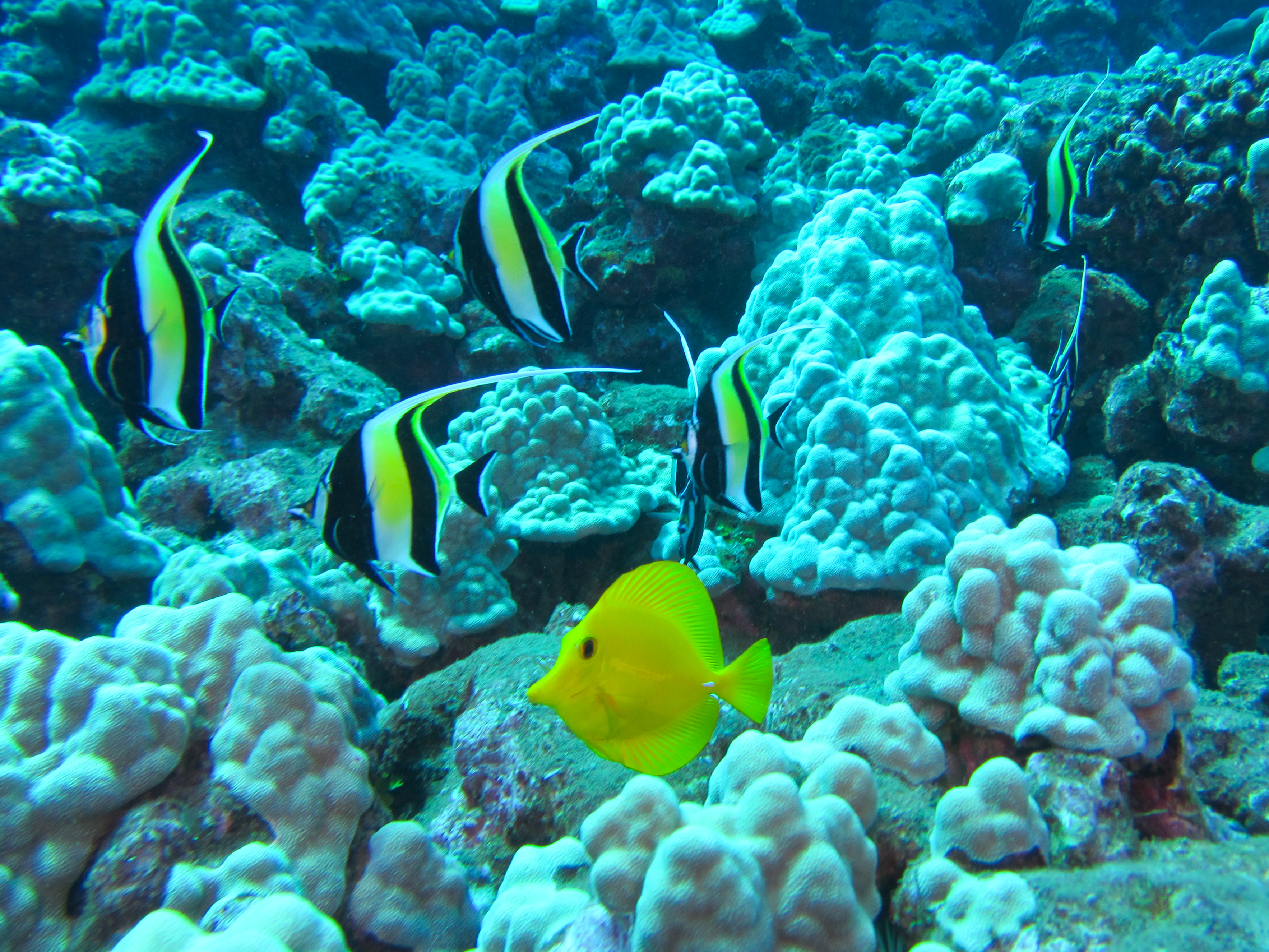 Hawaii Moorish Idols With Juvenile Yellow Tang-7187