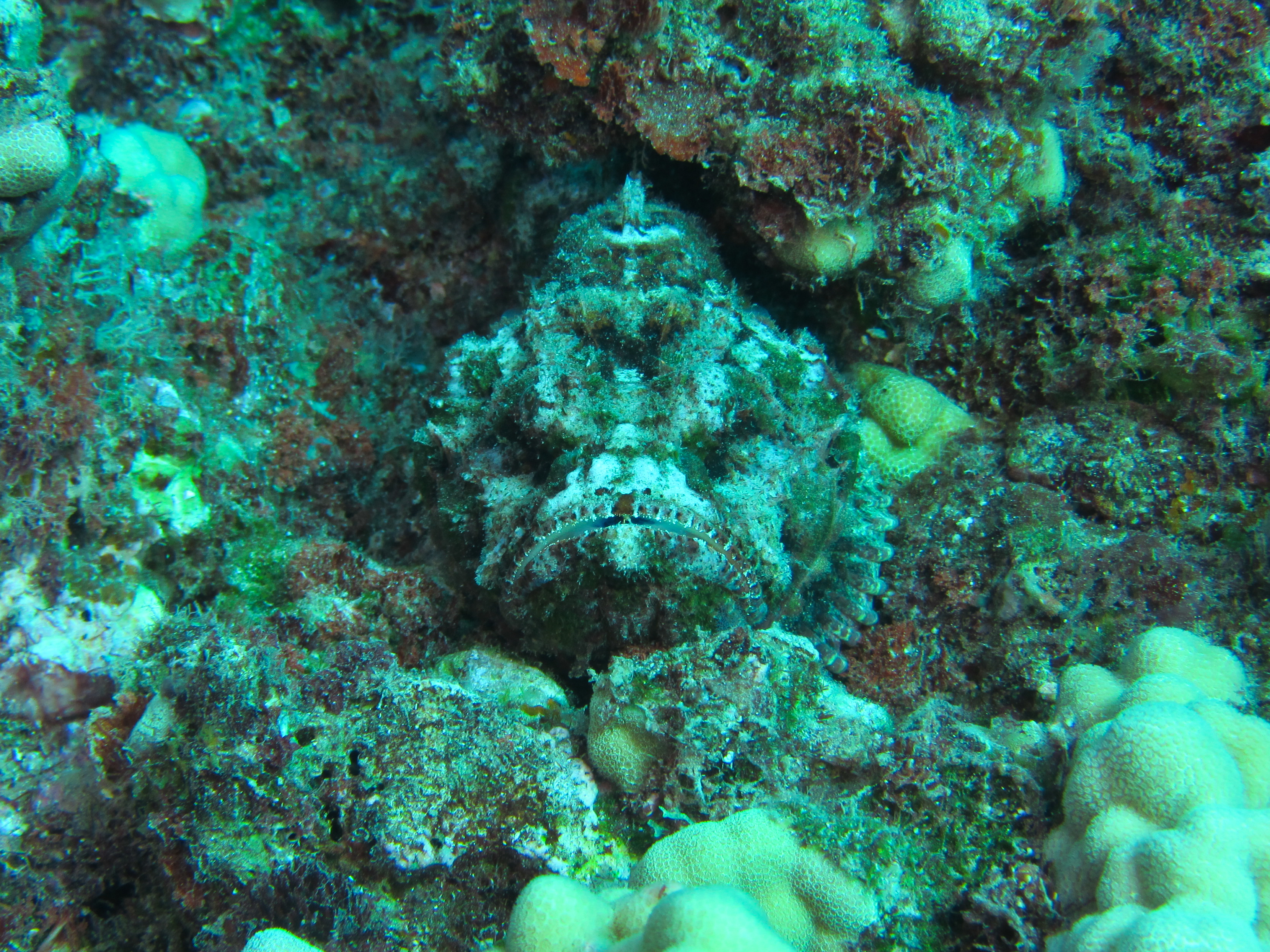 Hawaii Pu-u Olai Devil Scorponfish-7418