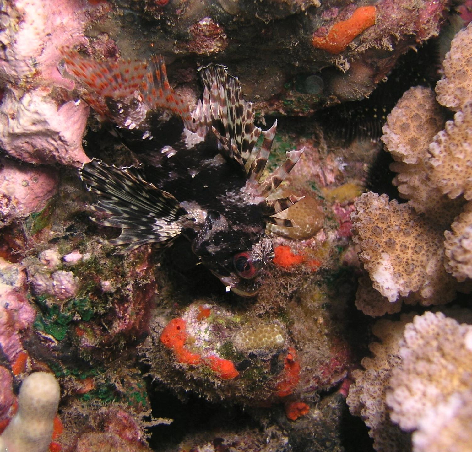 Hawaiian lionfish
