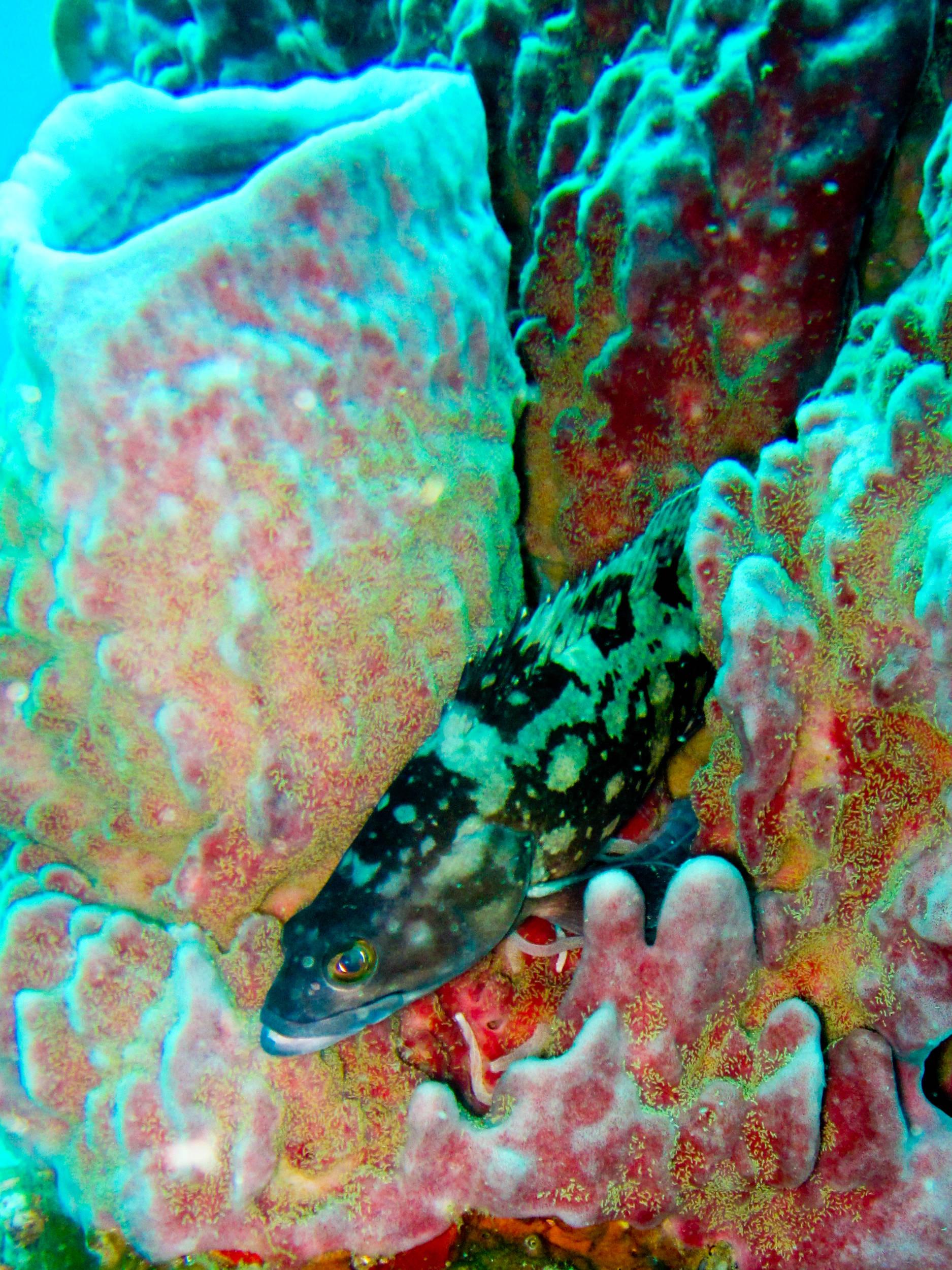 Hawk fish