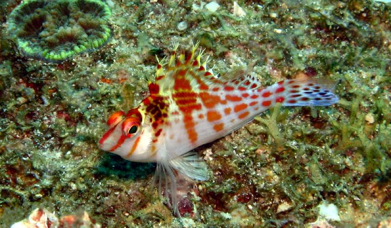 hawkfish IMG_5016b