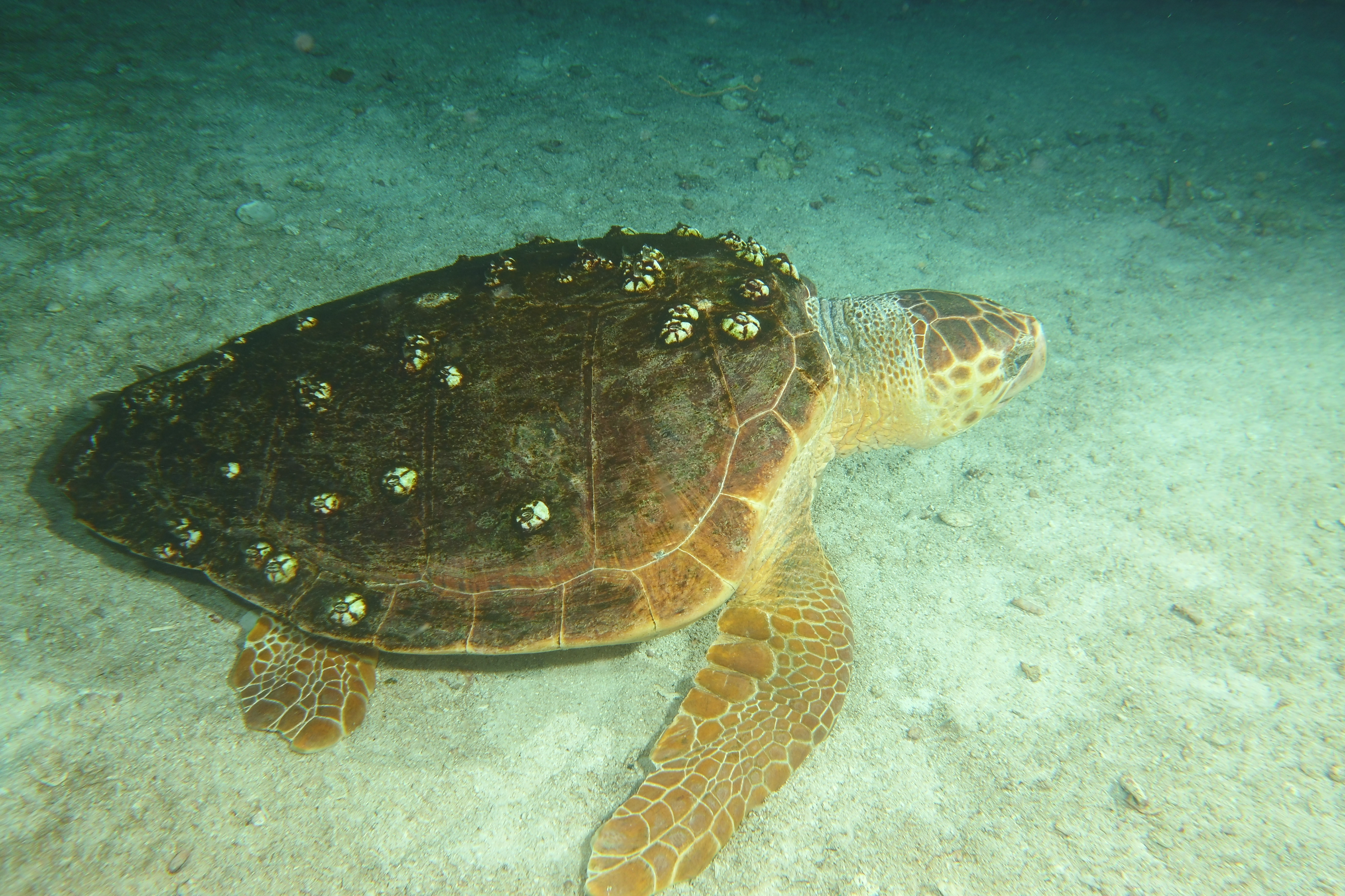 Hawksbill on Thursday night coral spawn dive.