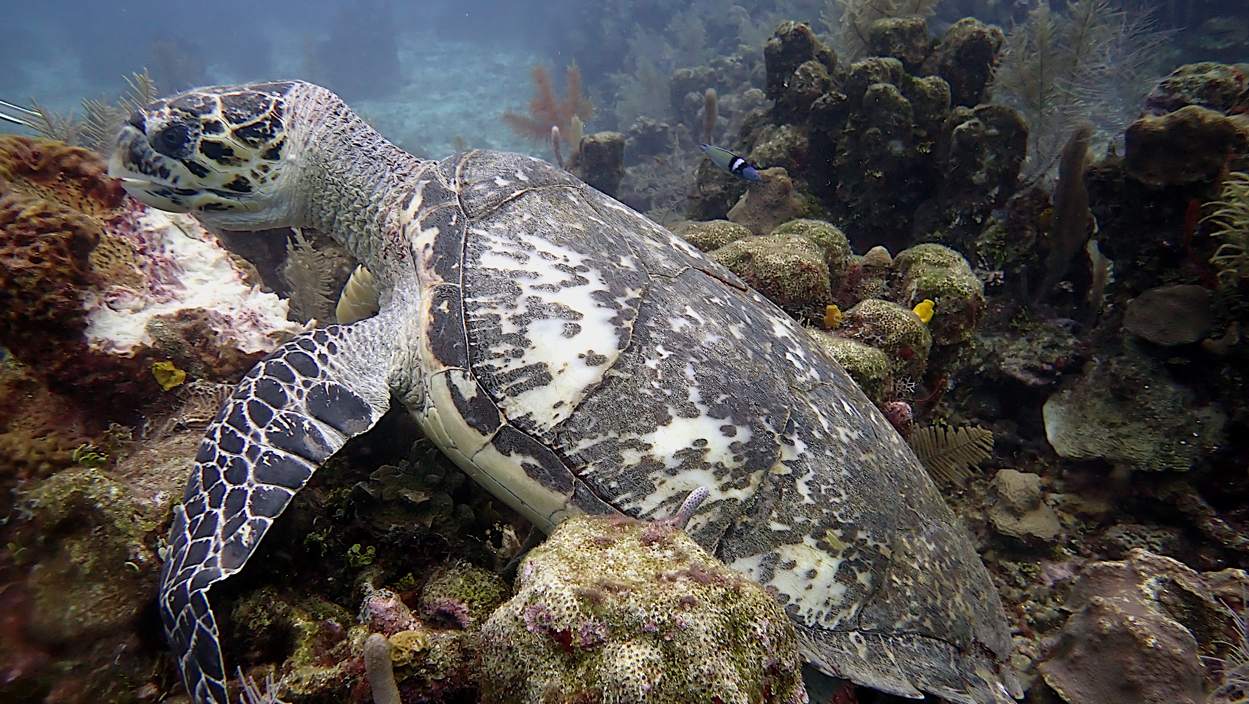 Hawksbill turtle