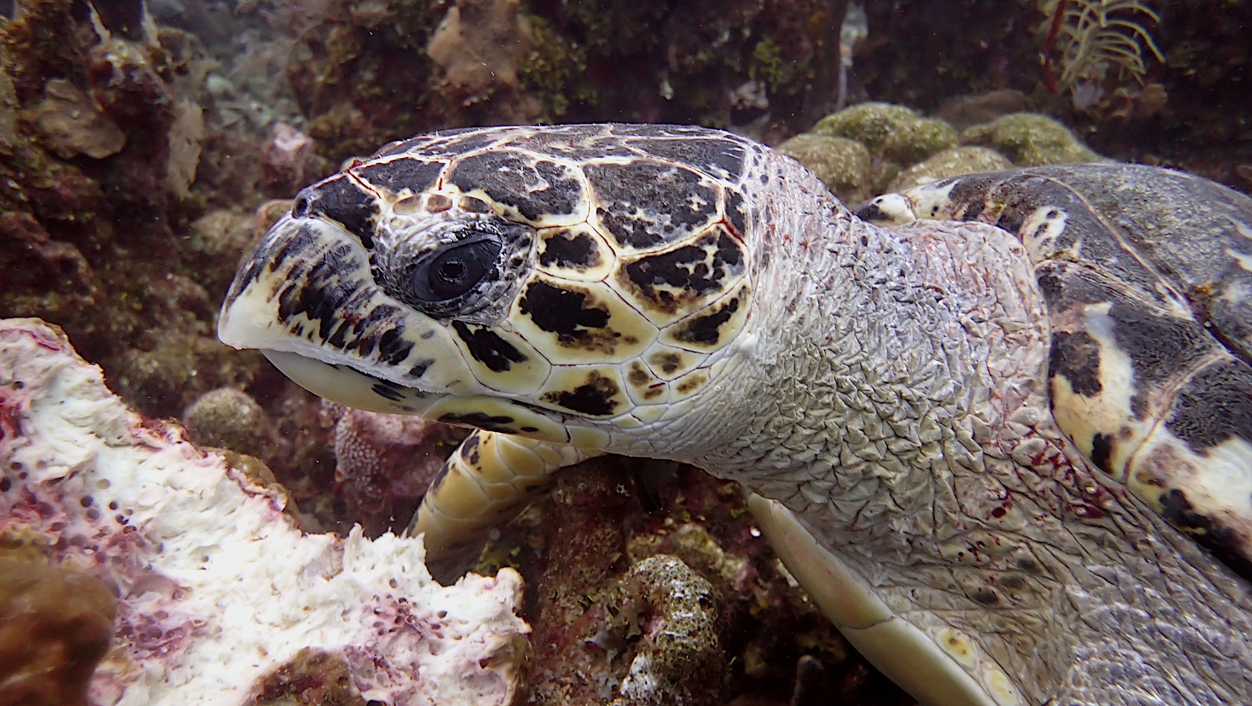 Hawksbill turtle