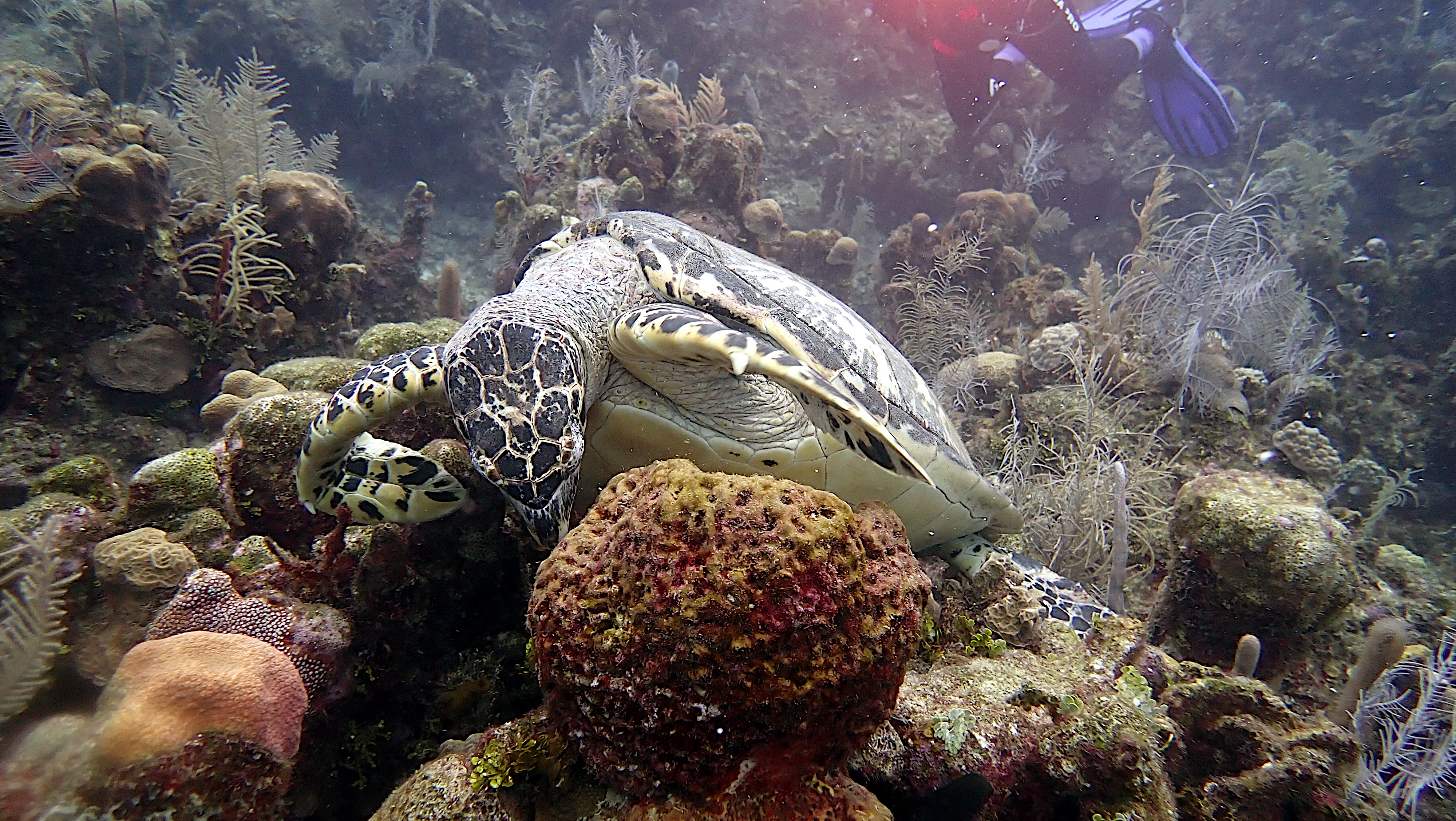Hawksbill turtle