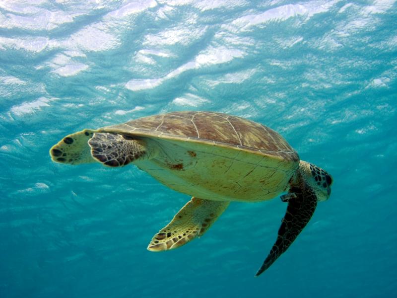 HawksbillTurtle1
