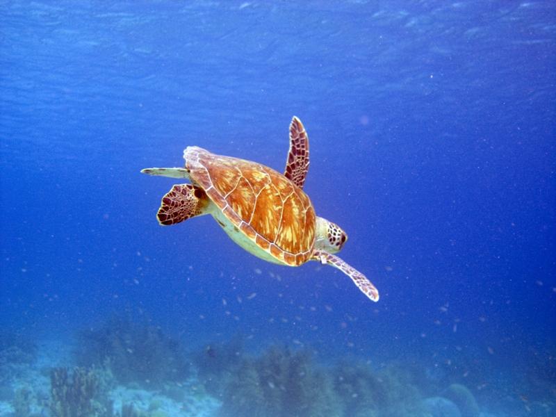 HawksbillTurtle2