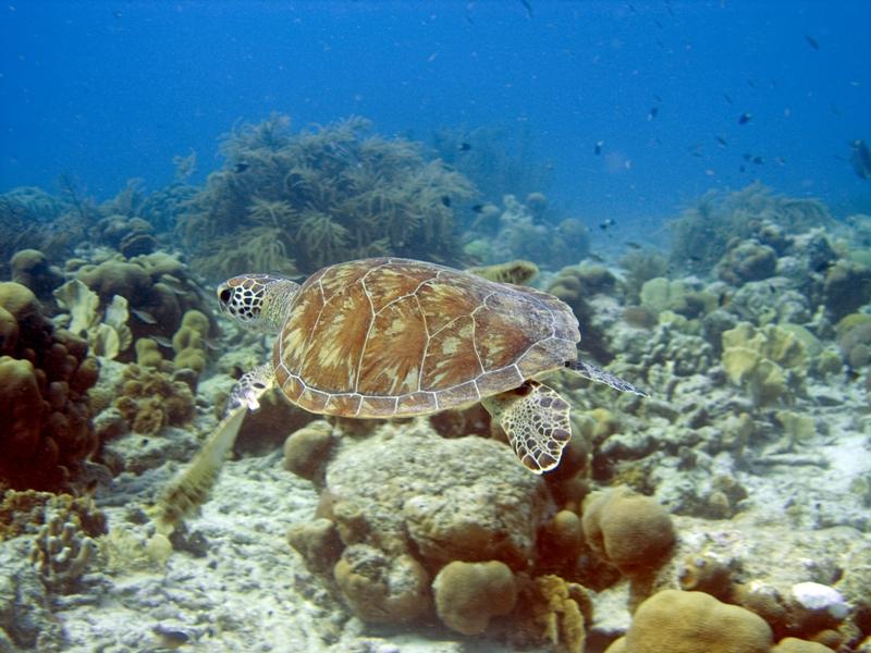 HawksbillTurtleSwimming