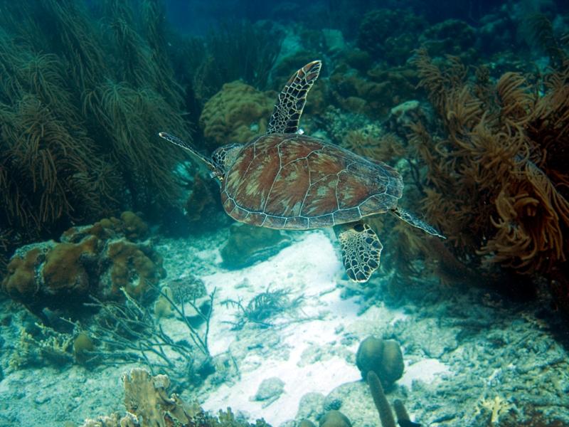 HawksbillTurtleSwimming2