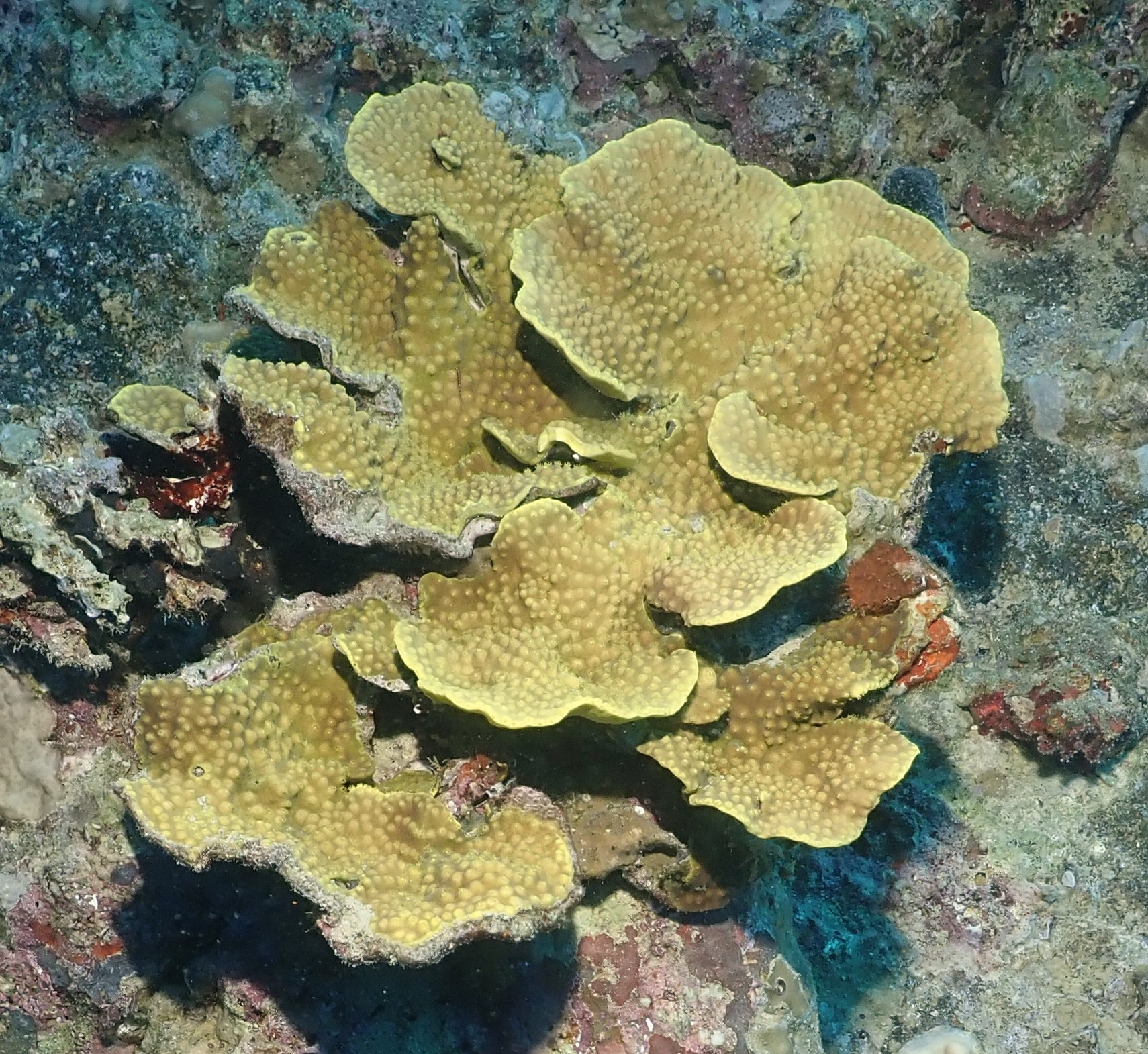healthy coral