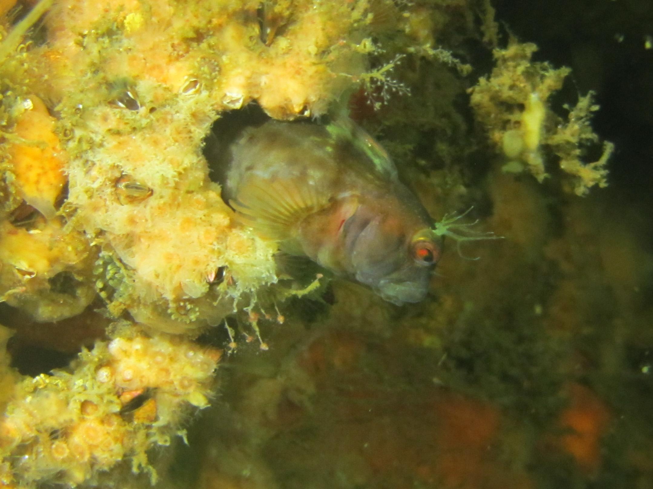 Hello Blenny