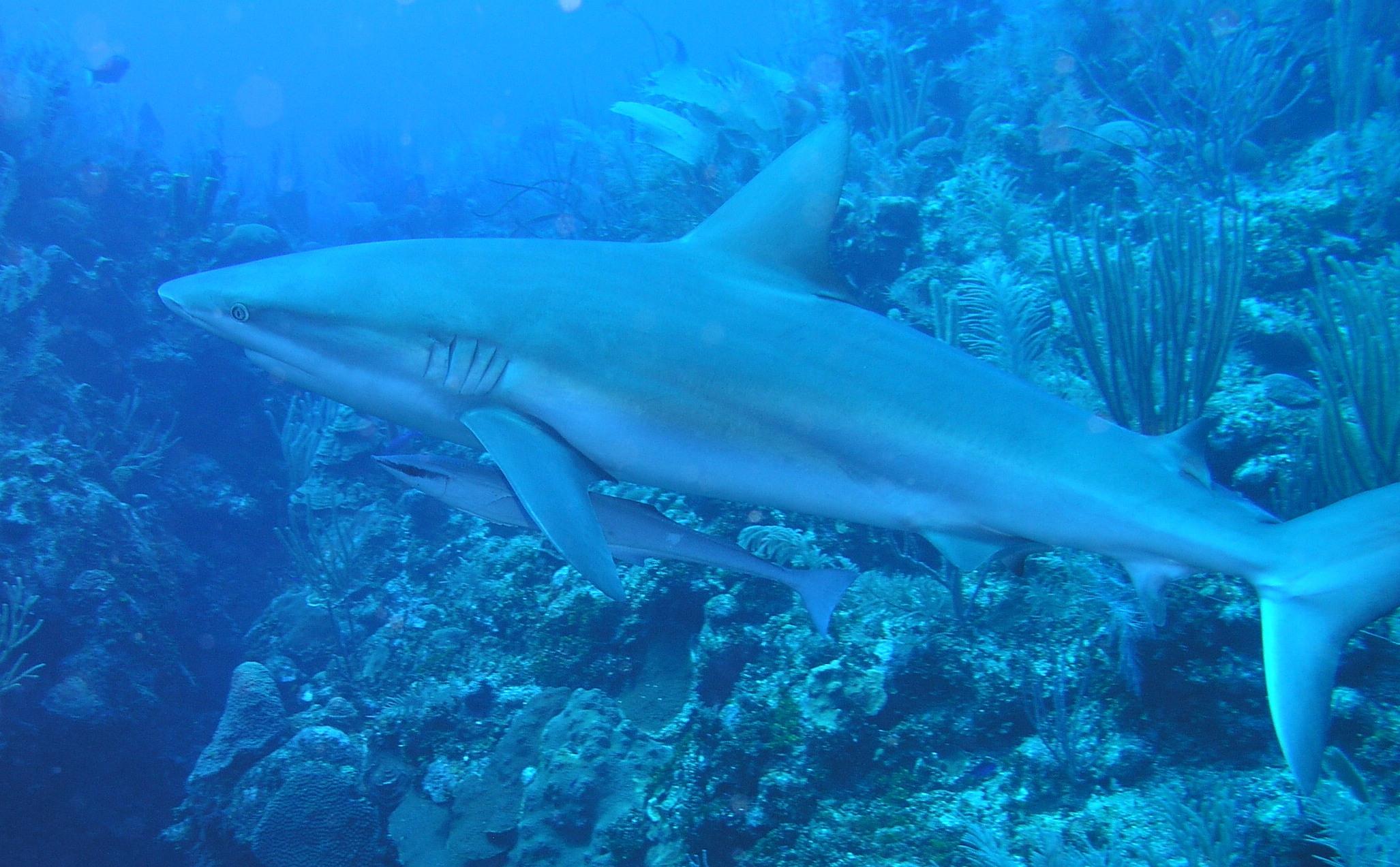 Here, y'all take it!