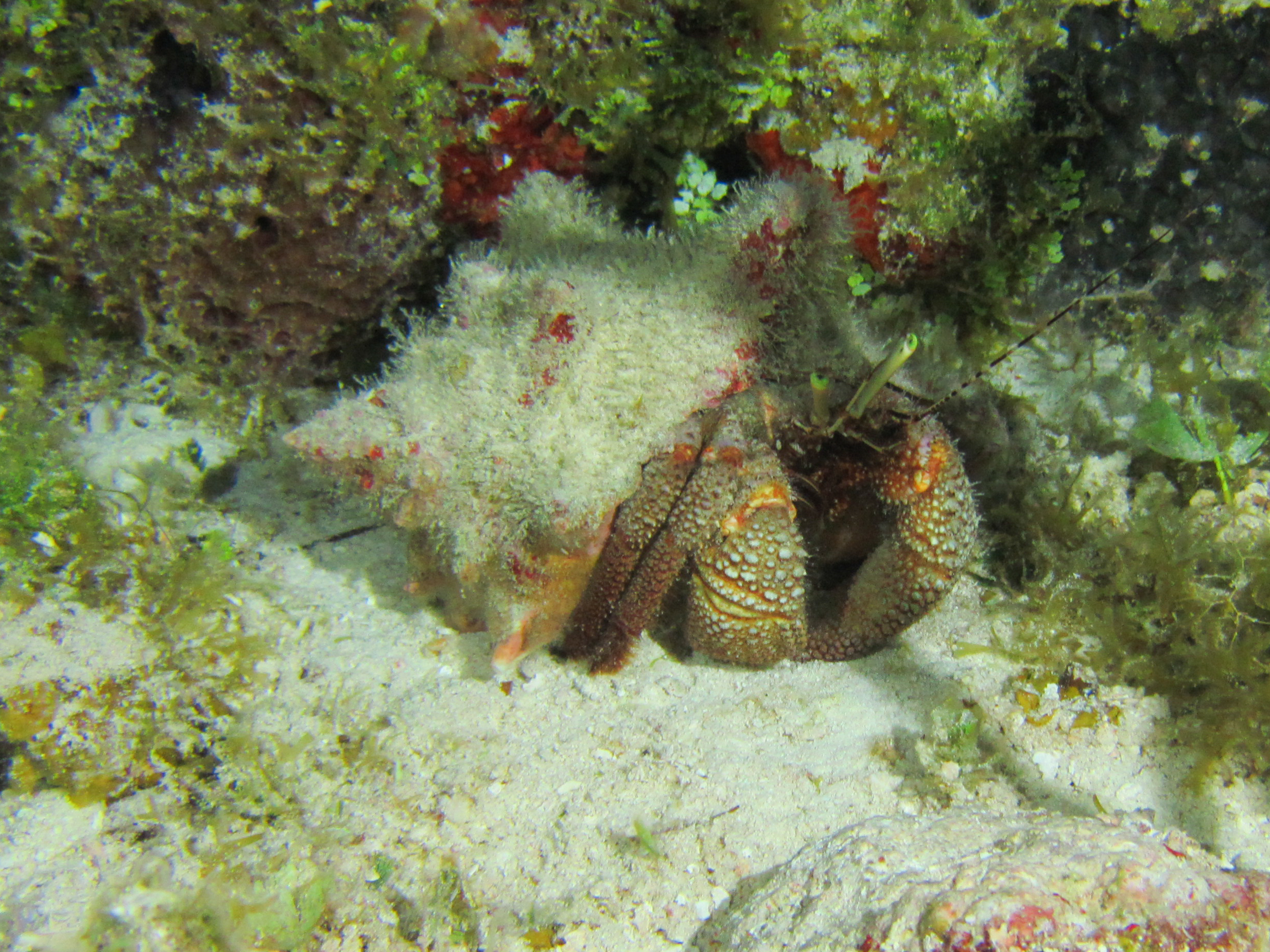 Hermit Carab 6073